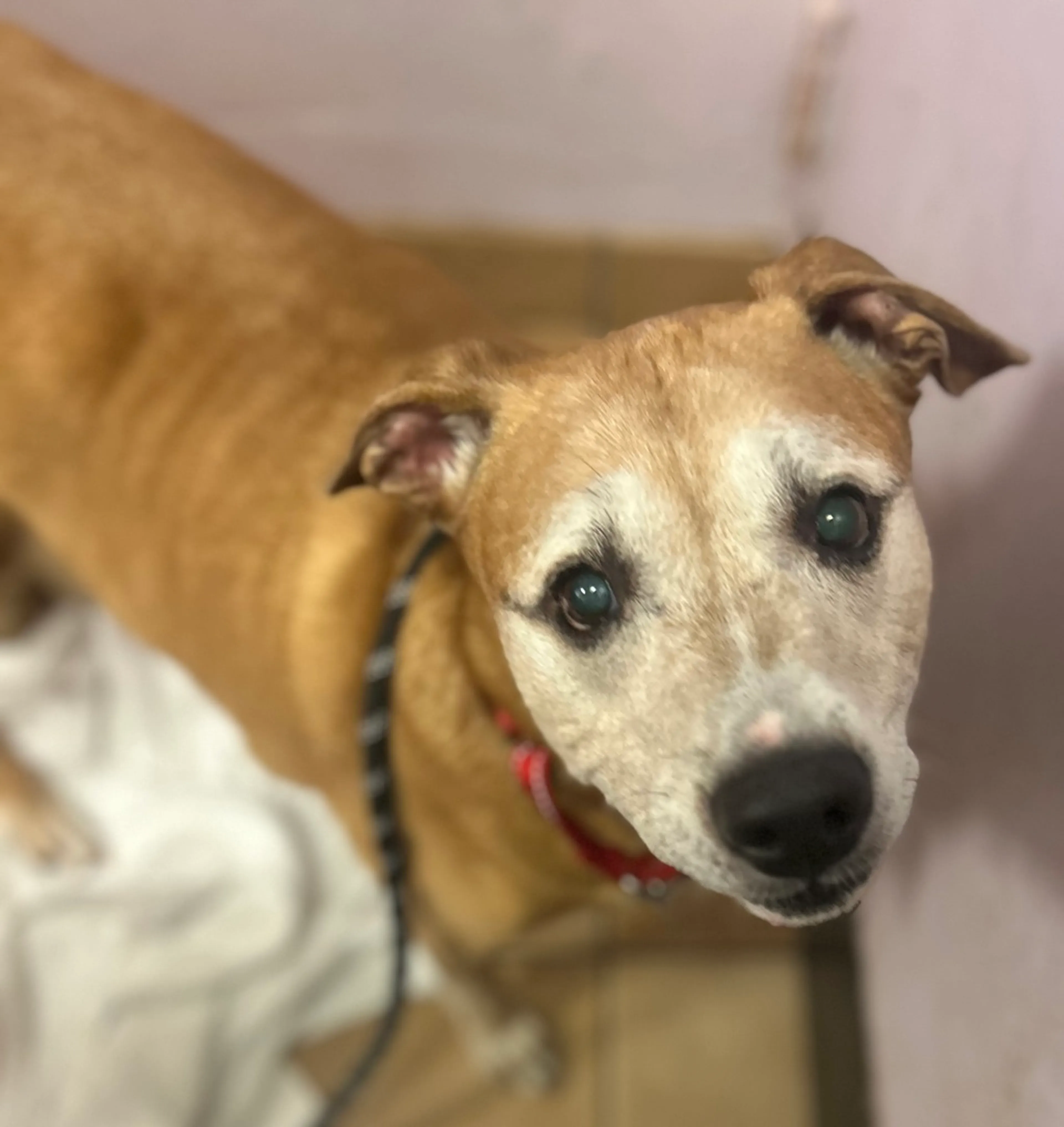 Found pet-4