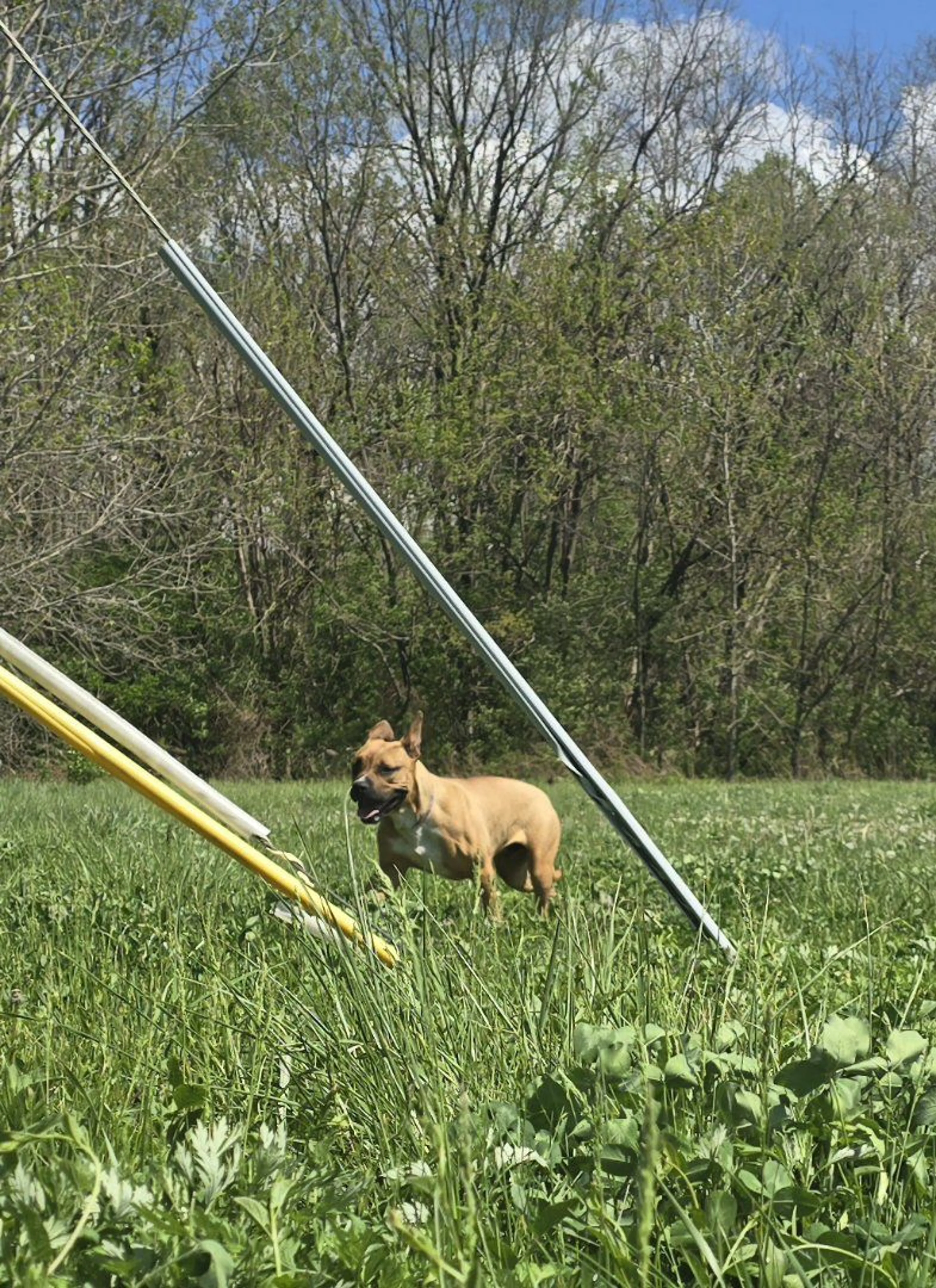 Lost pet