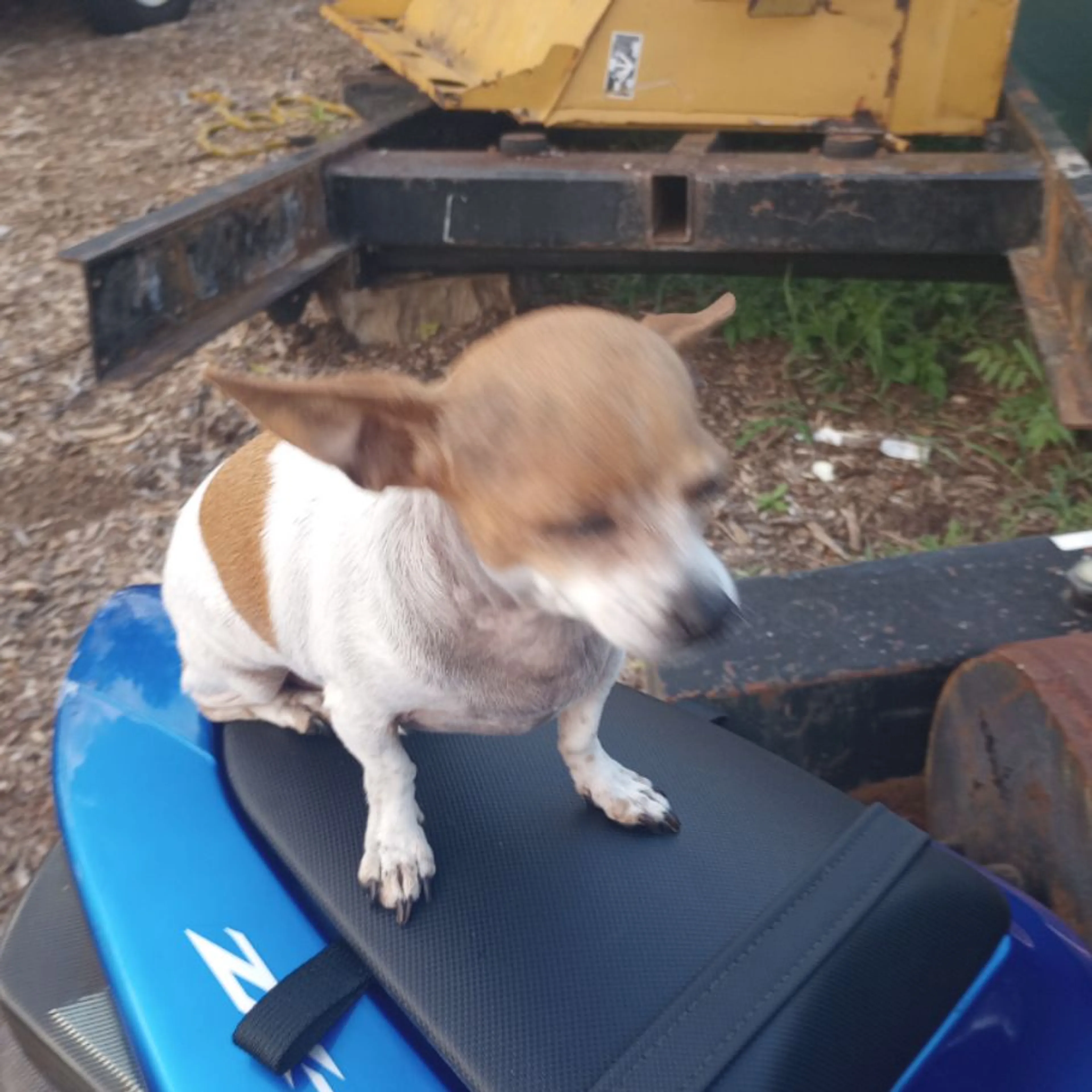 Lost pet