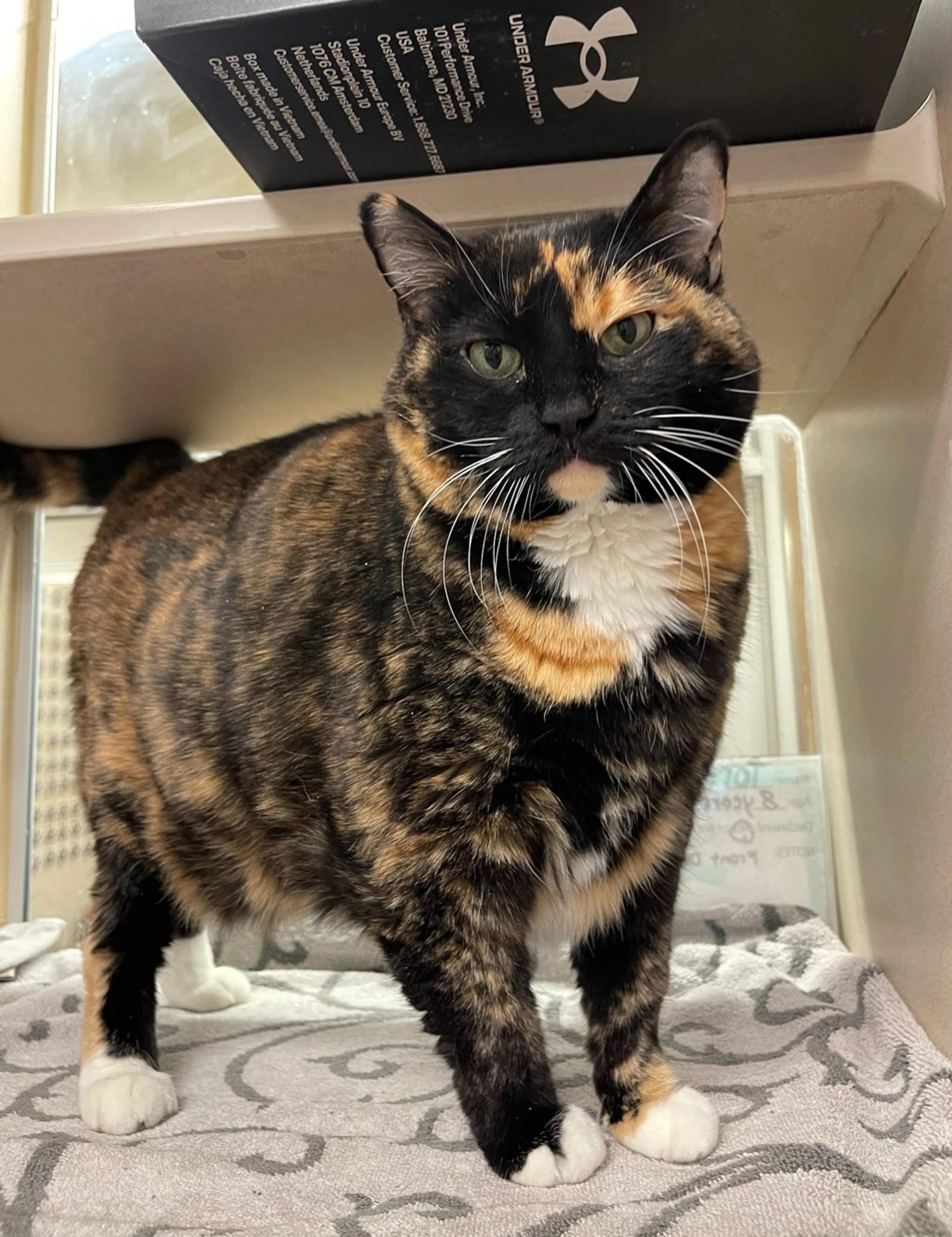 Found pet-1