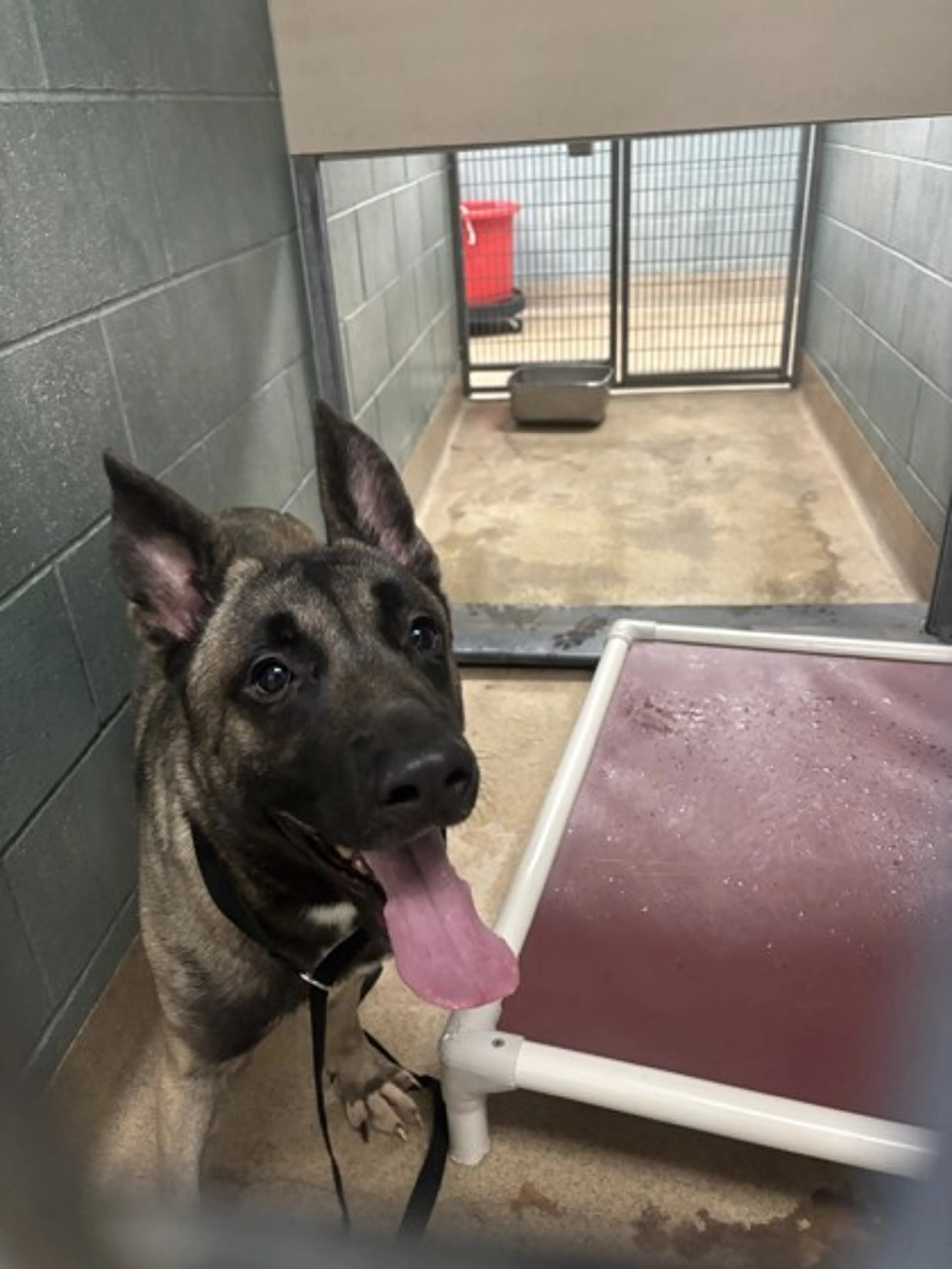 Found pet-1