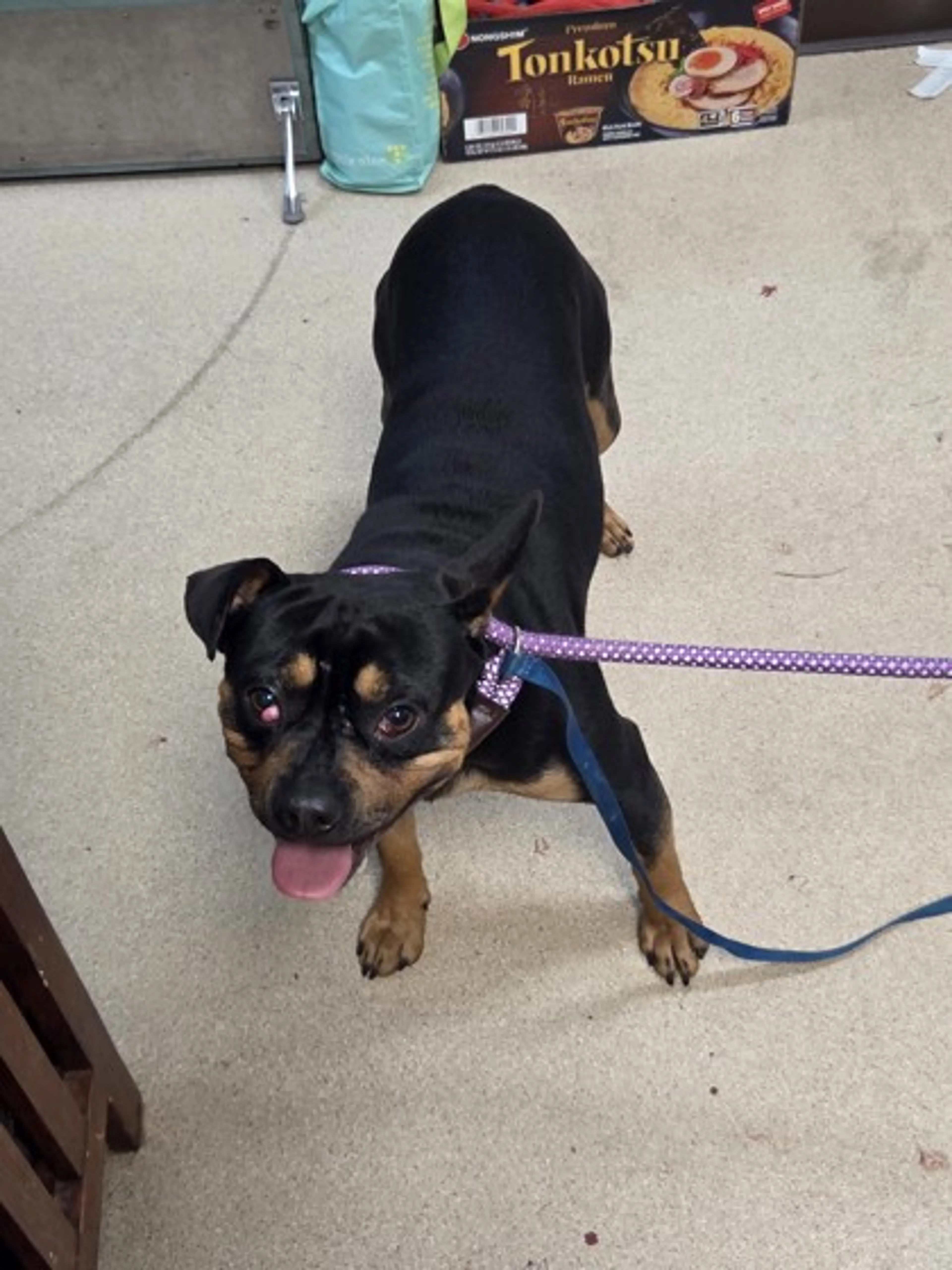 Found pet-1