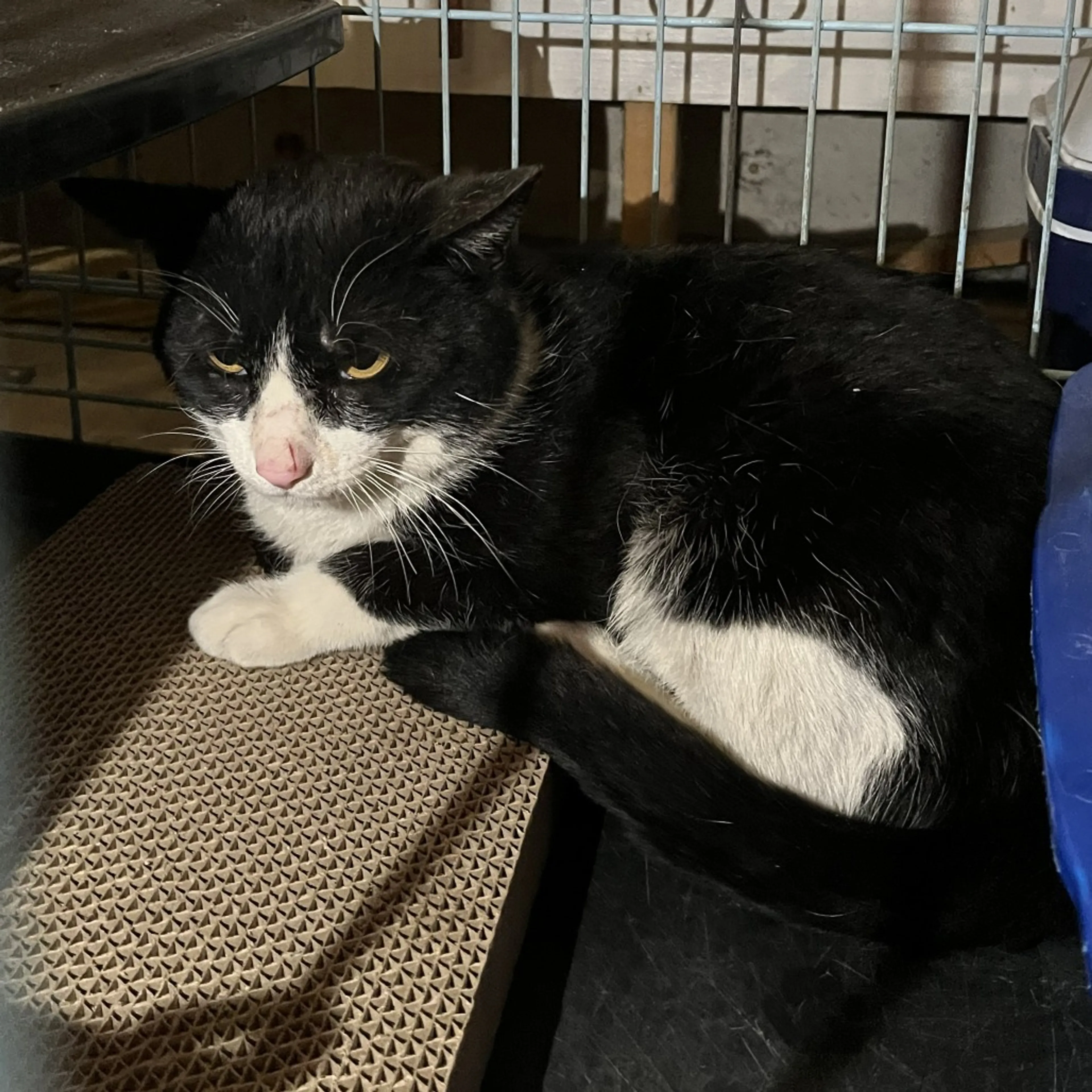 Found pet-1