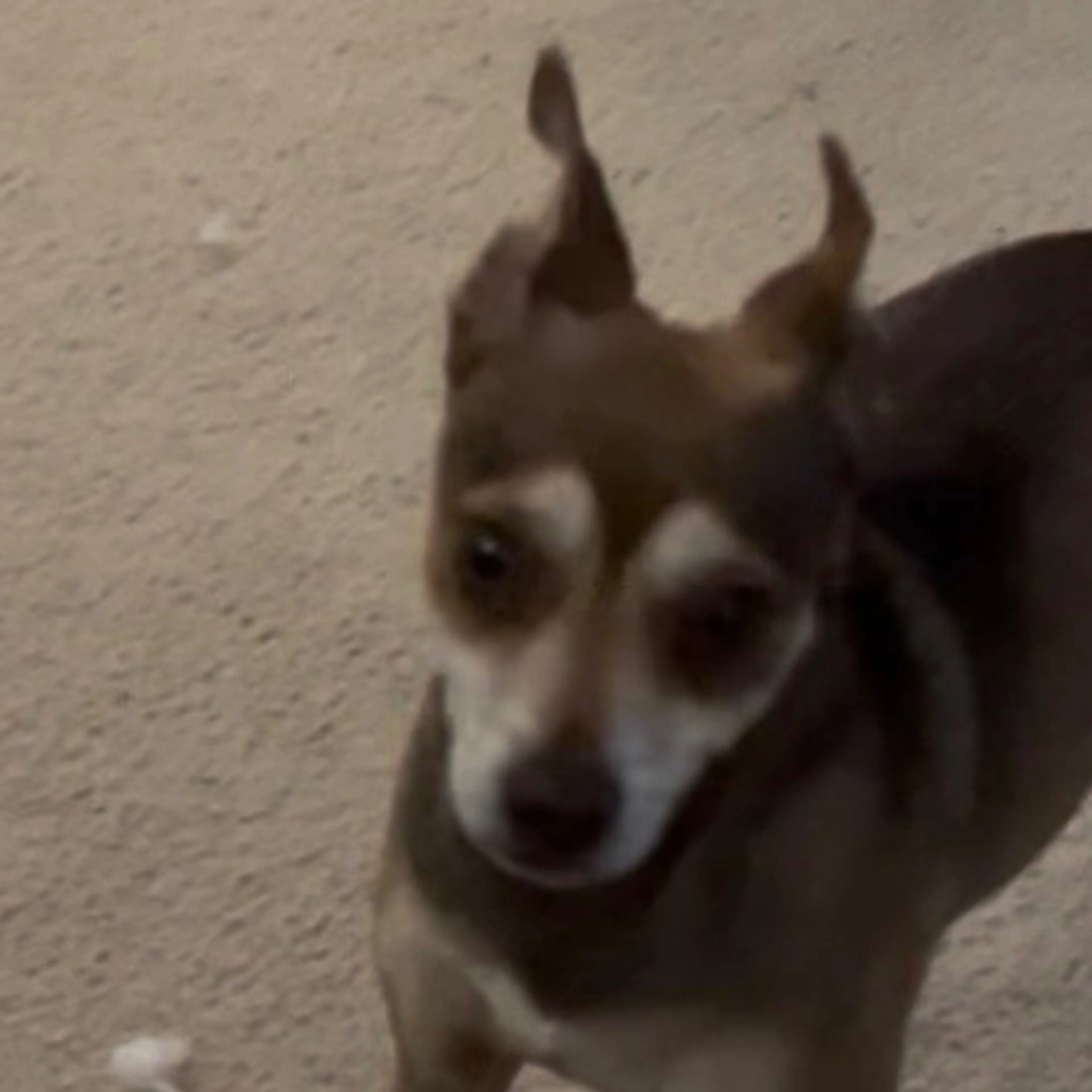 Found pet-2