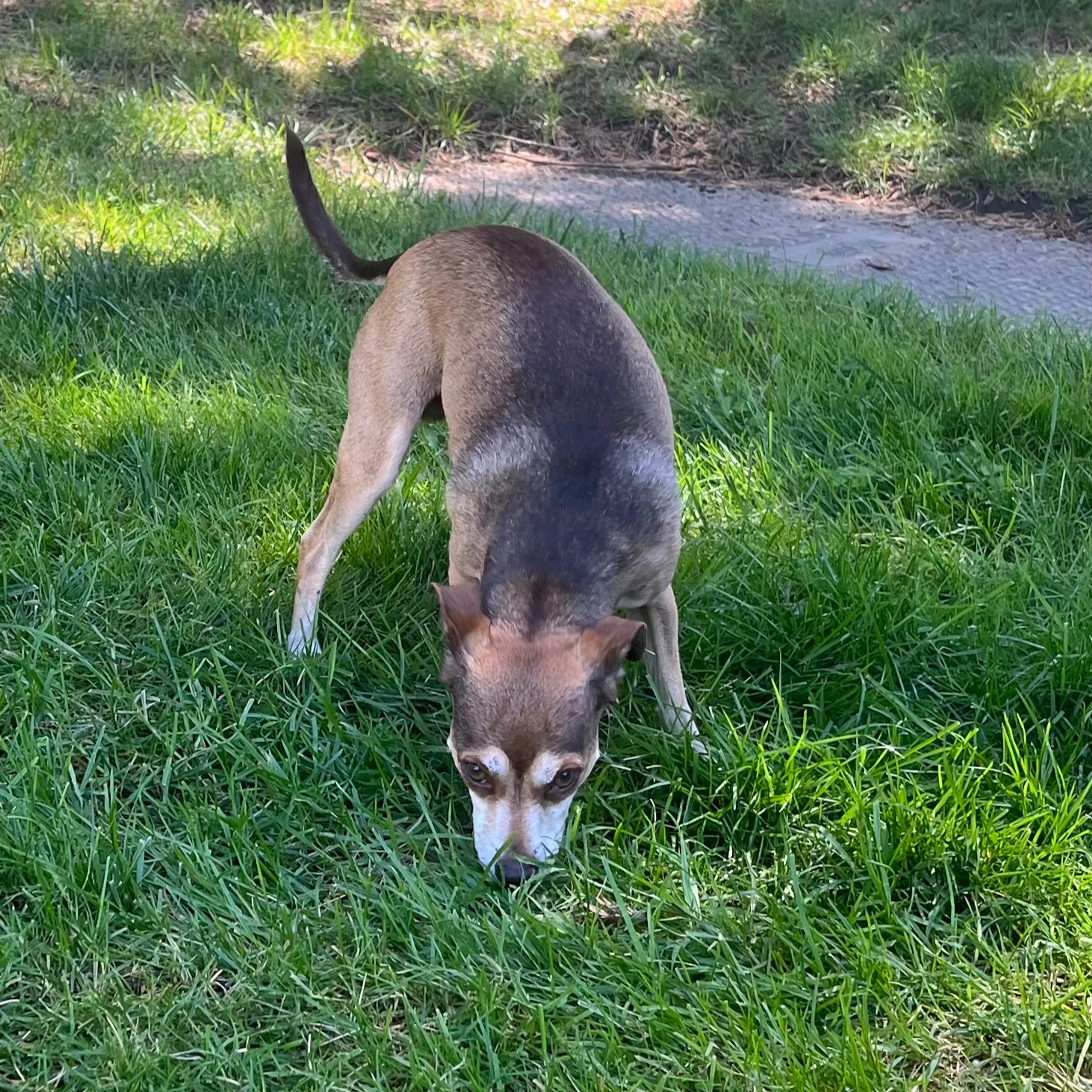 Found pet-1