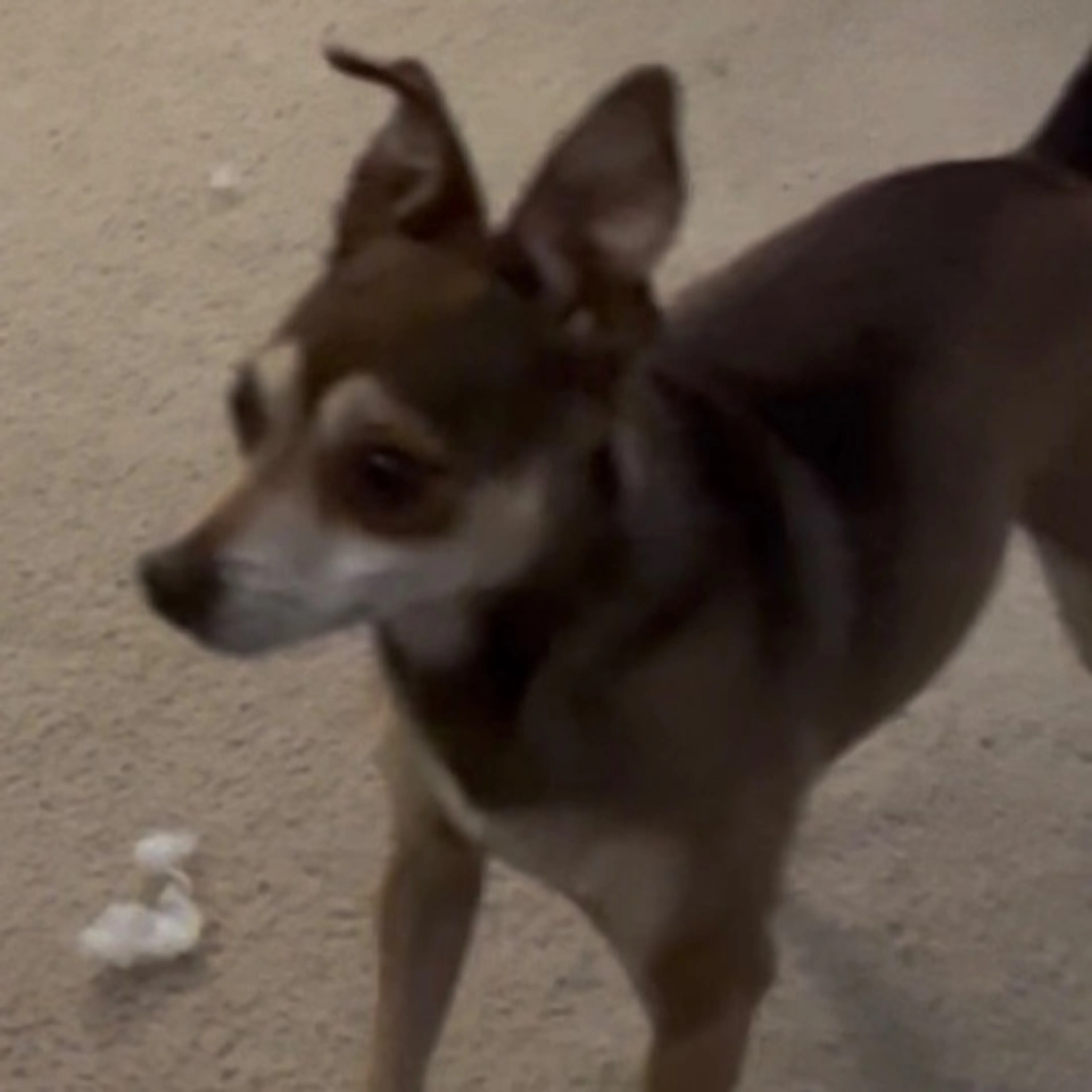 Found pet-0
