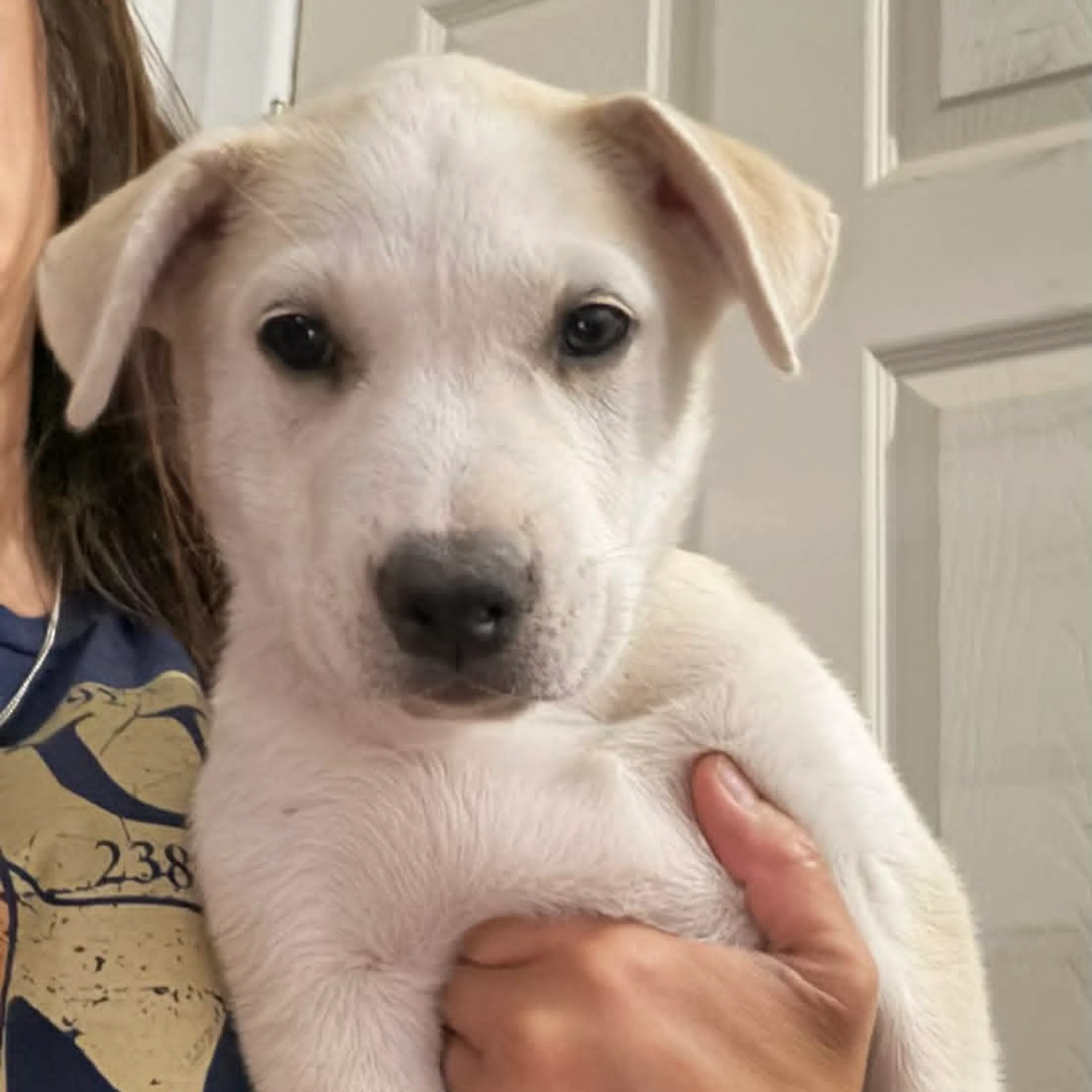 Found pet-1