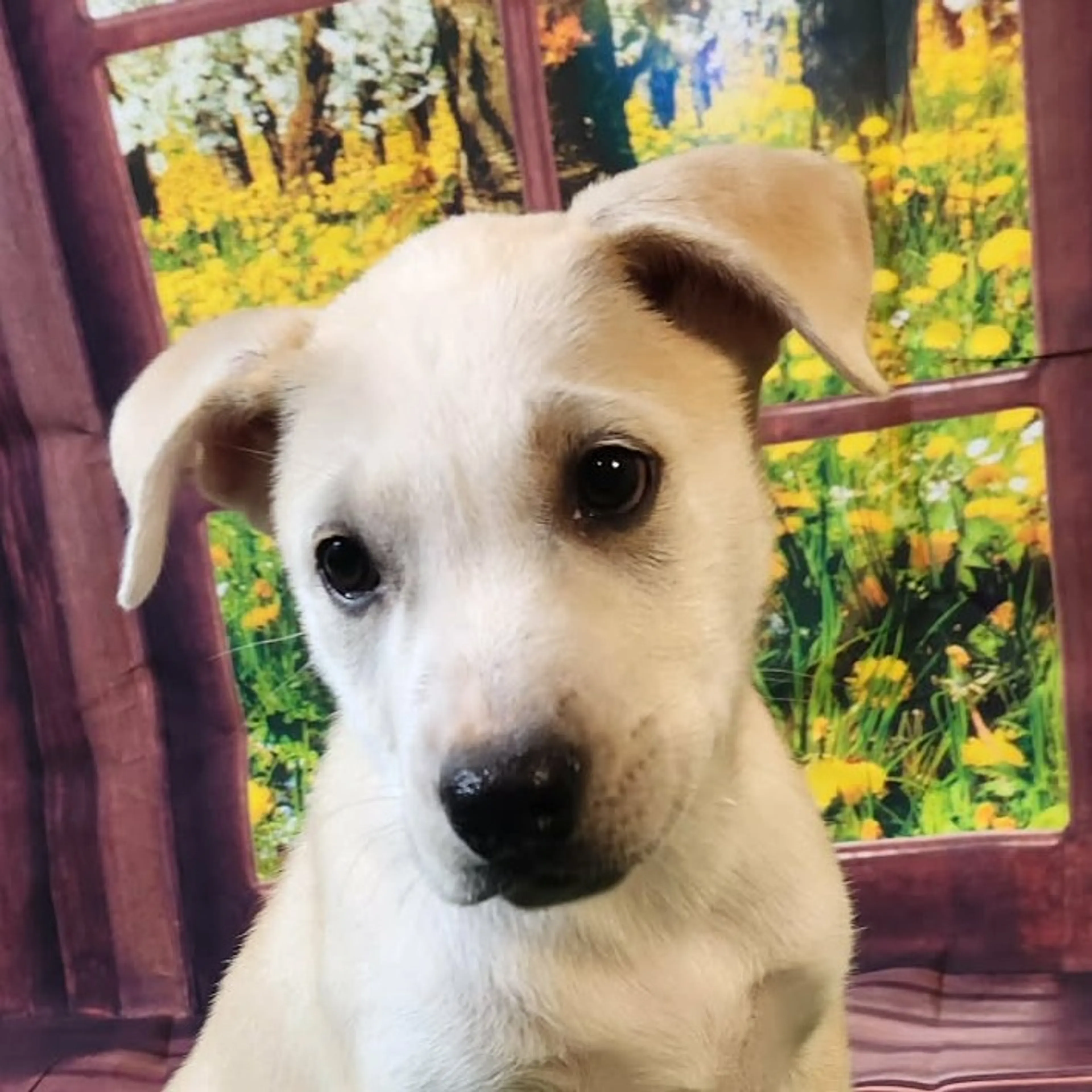 Found pet-4
