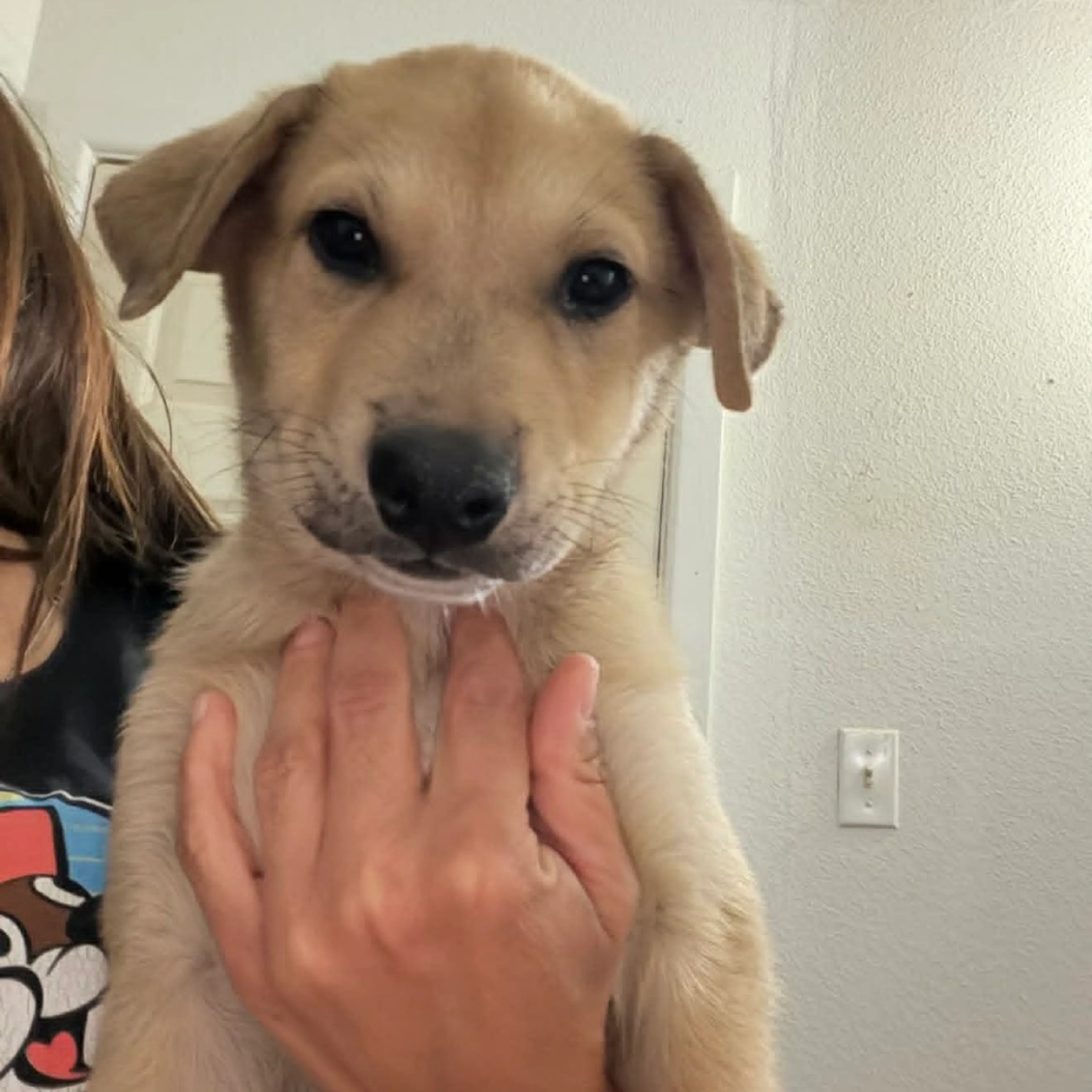 Found pet-1