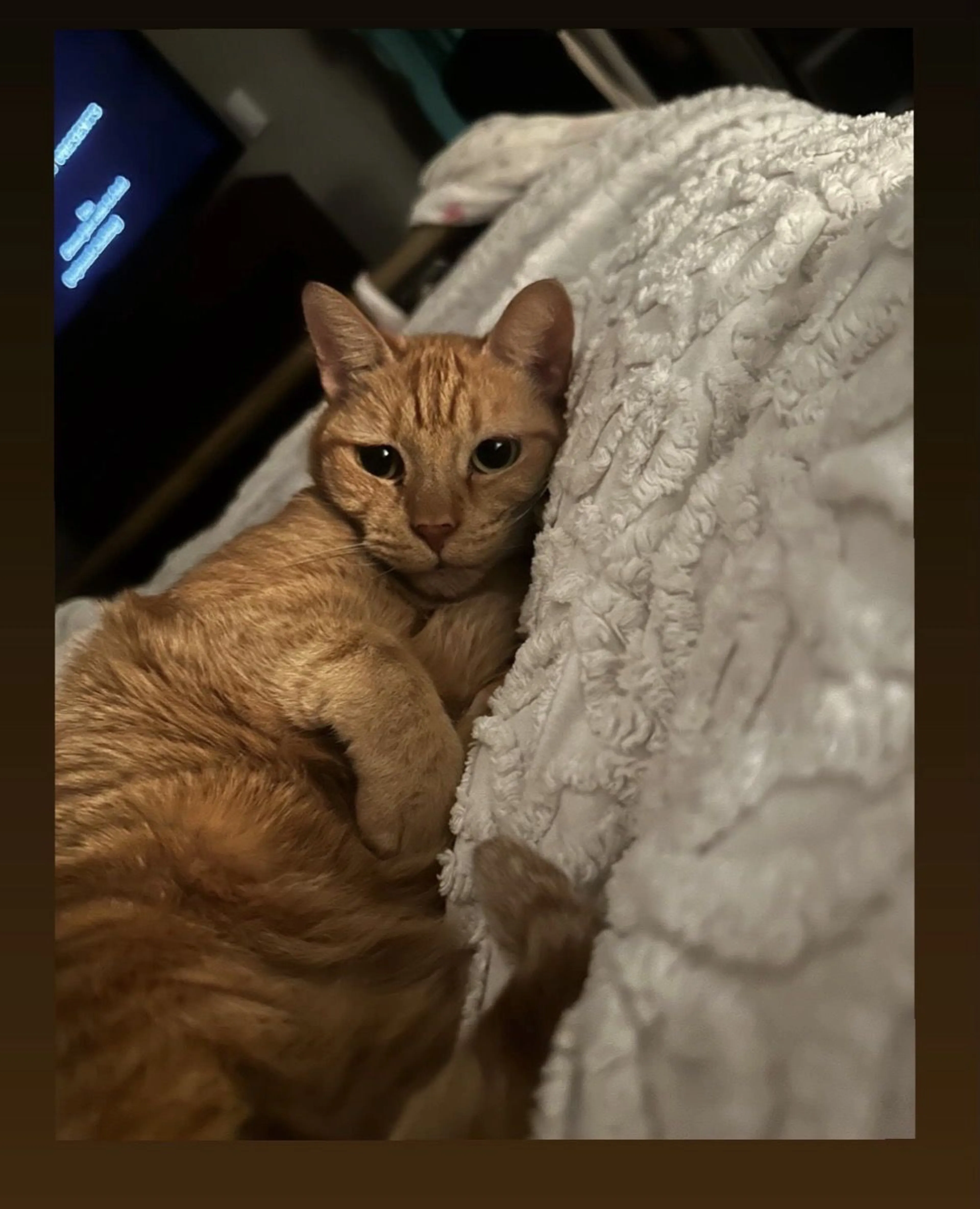 Lost pet