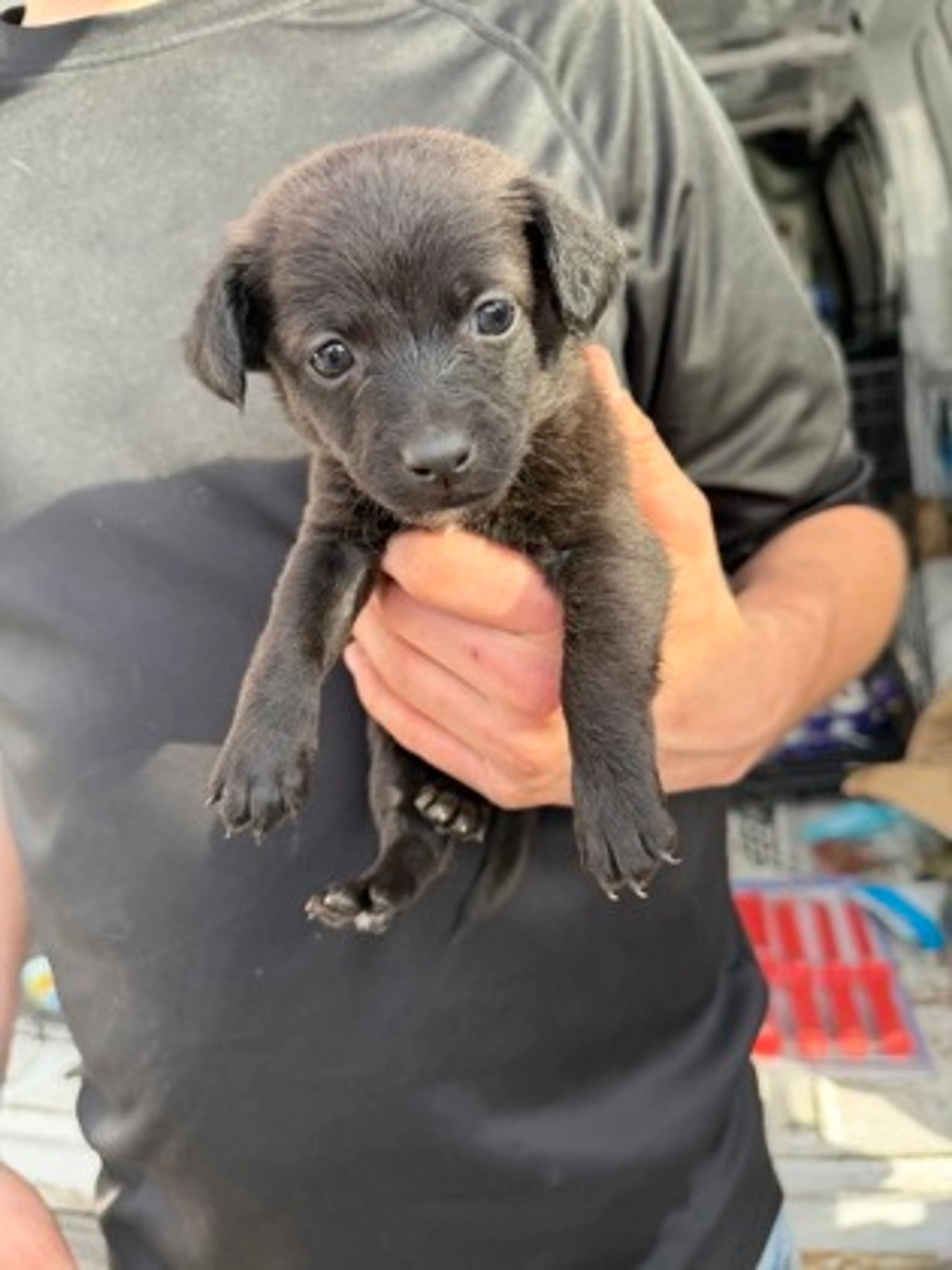 Found pet
