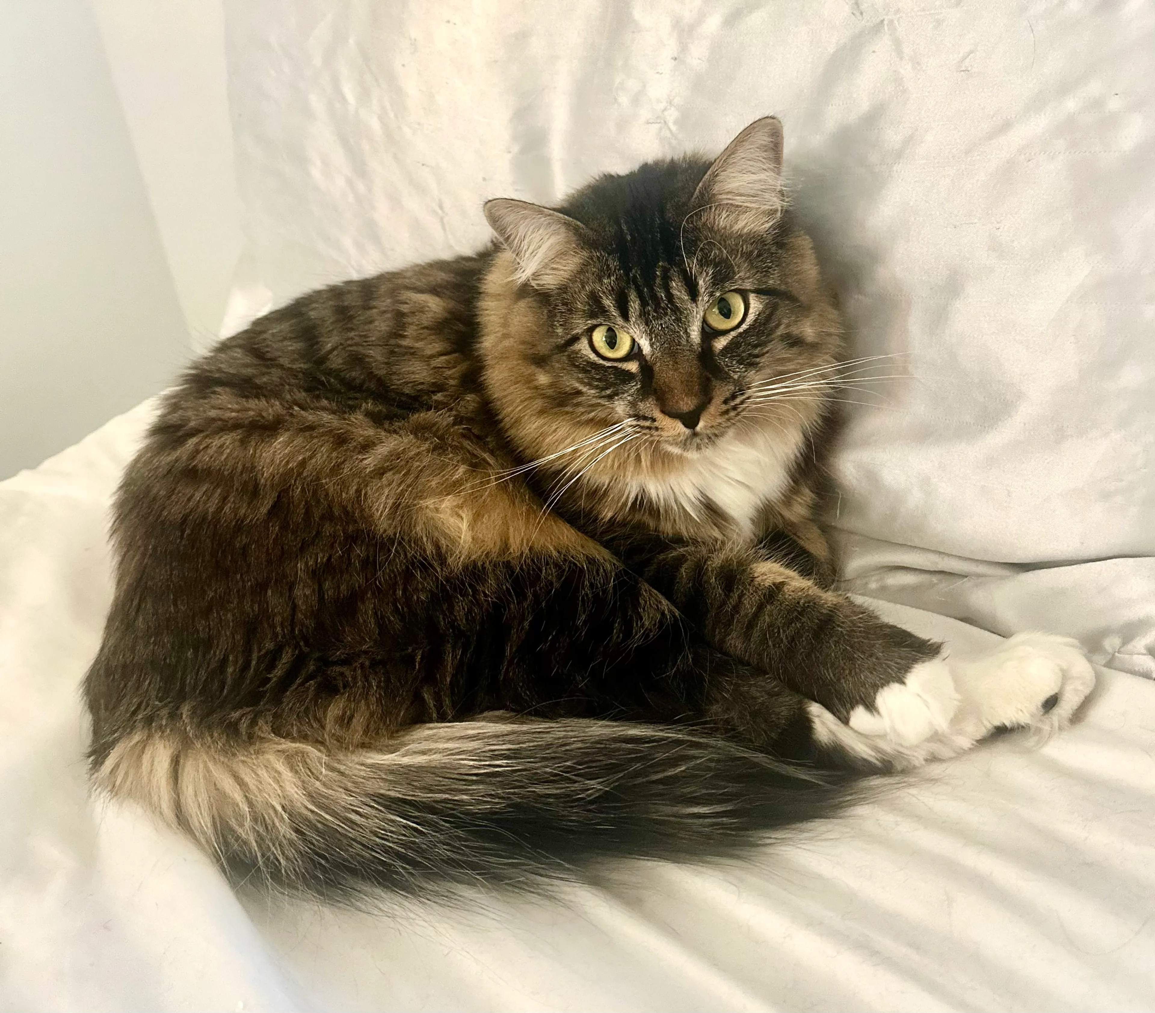 Lost pet