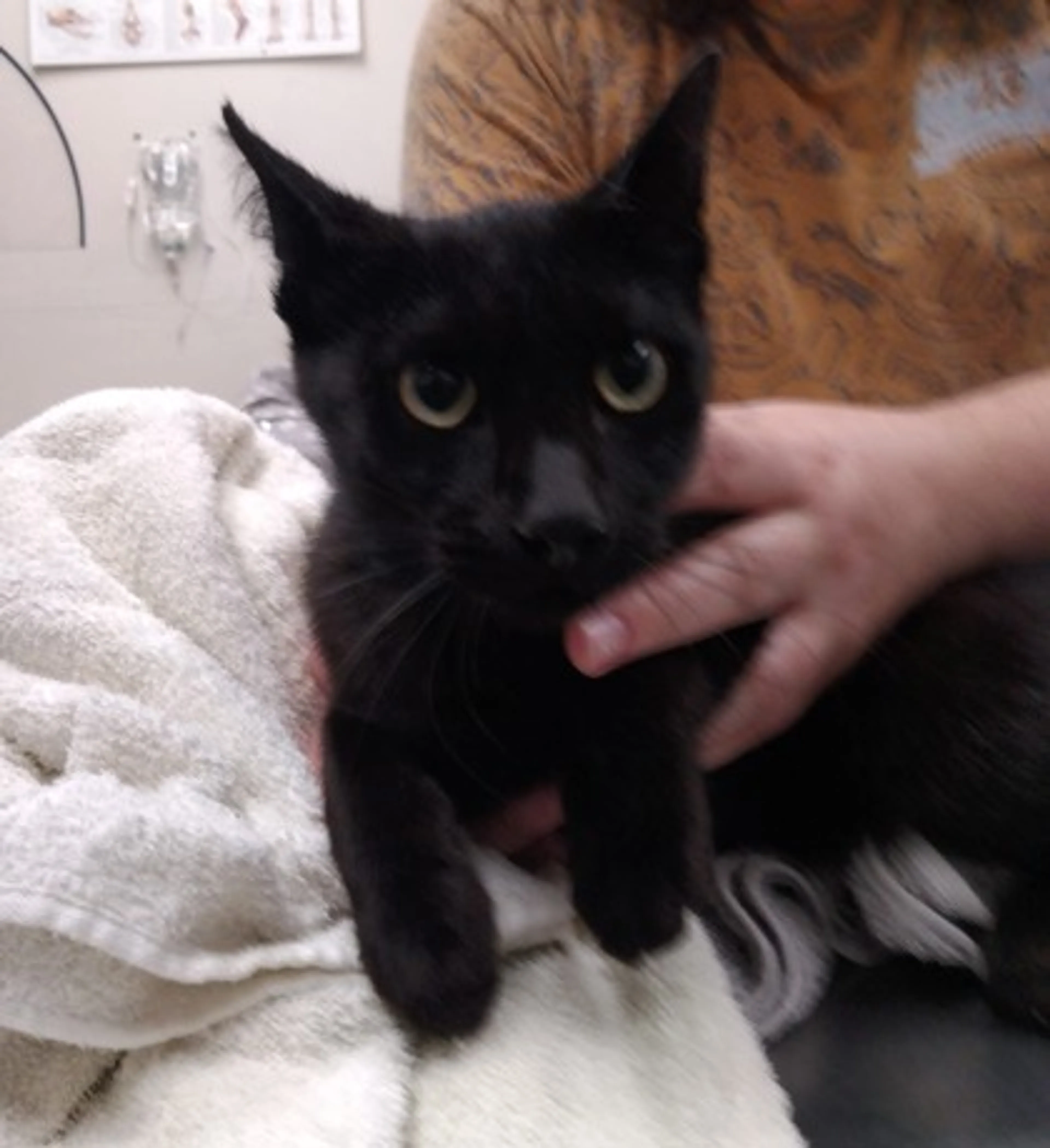Found pet