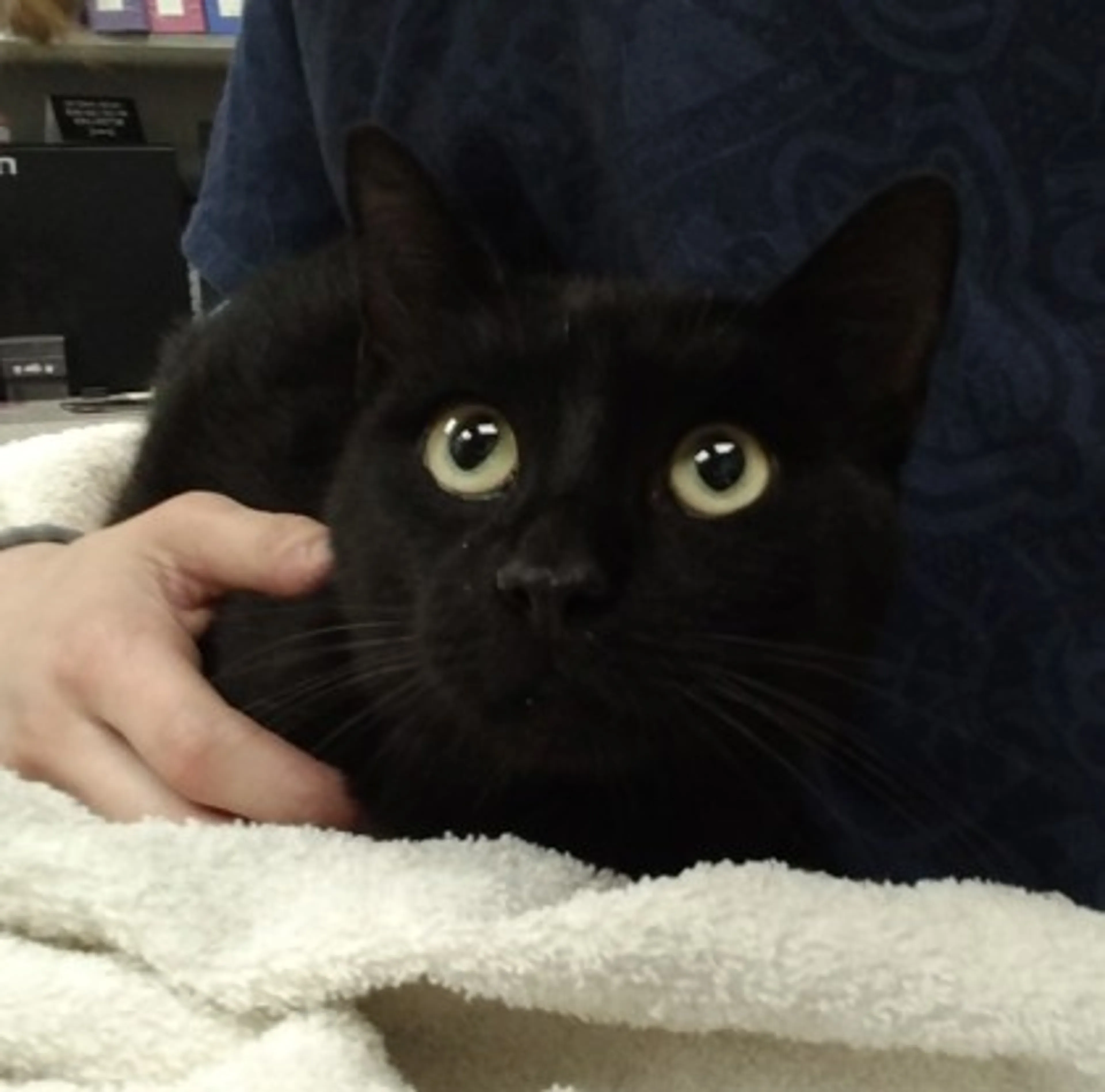 Found pet-1