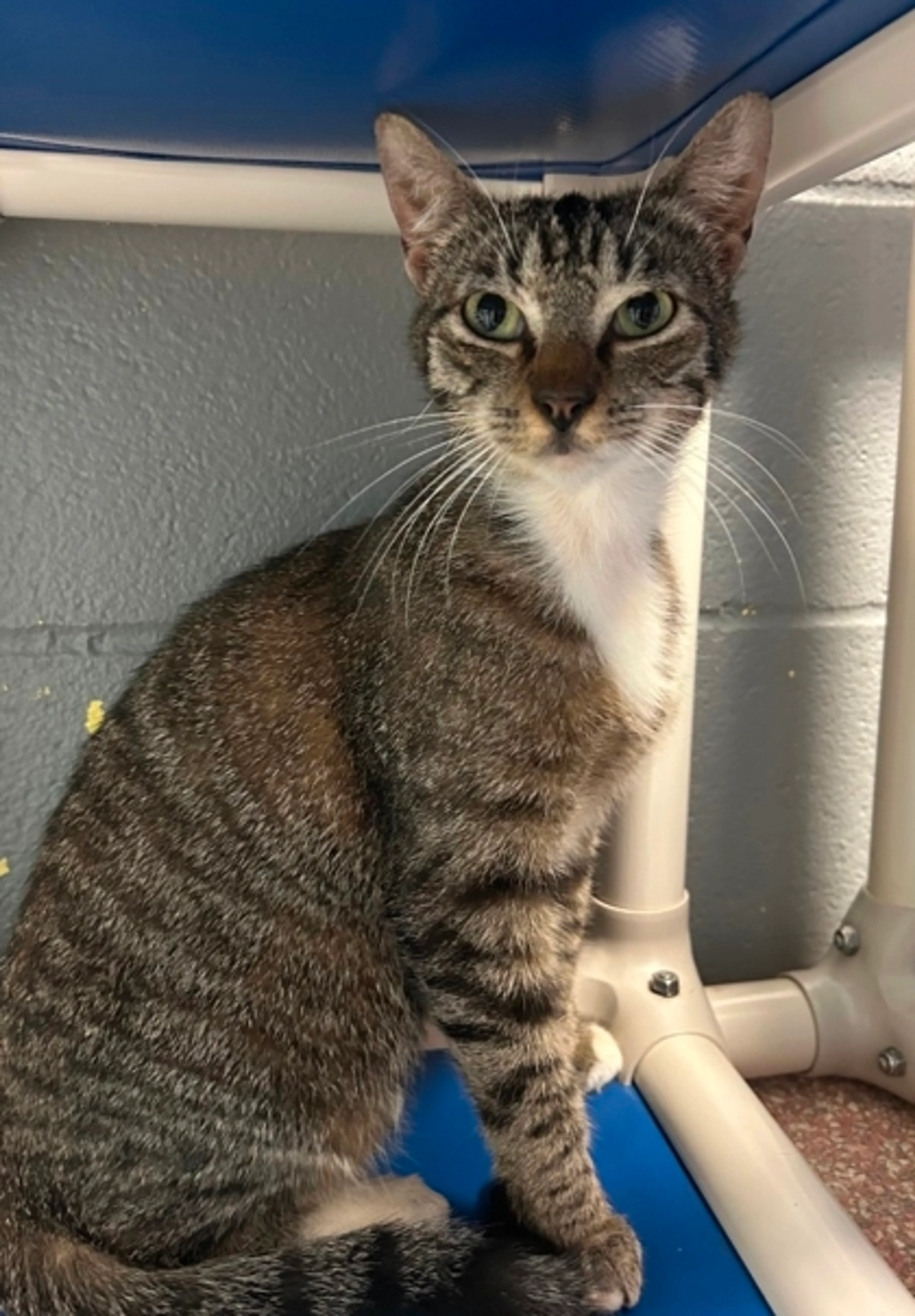 Found pet-1