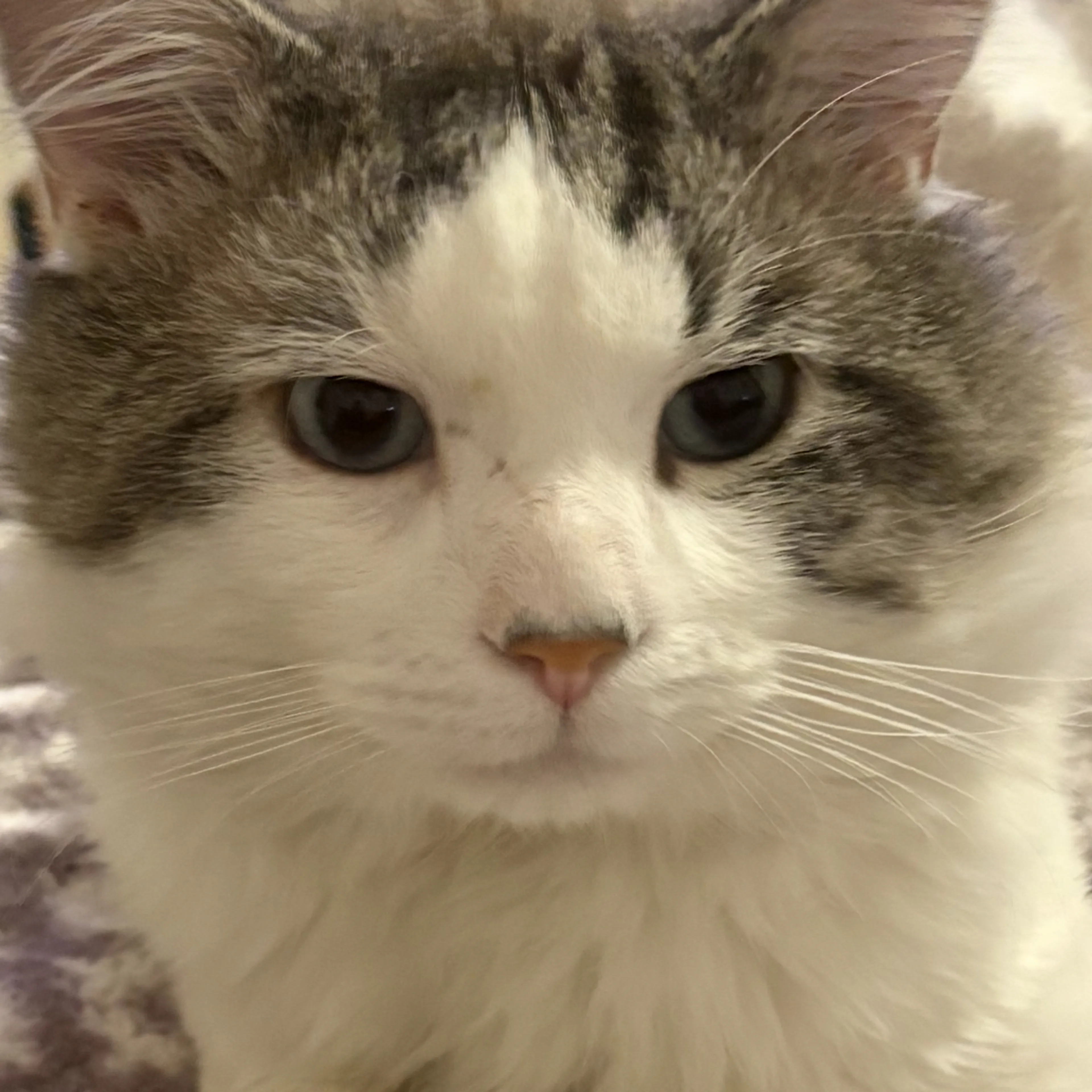 Lost pet-2