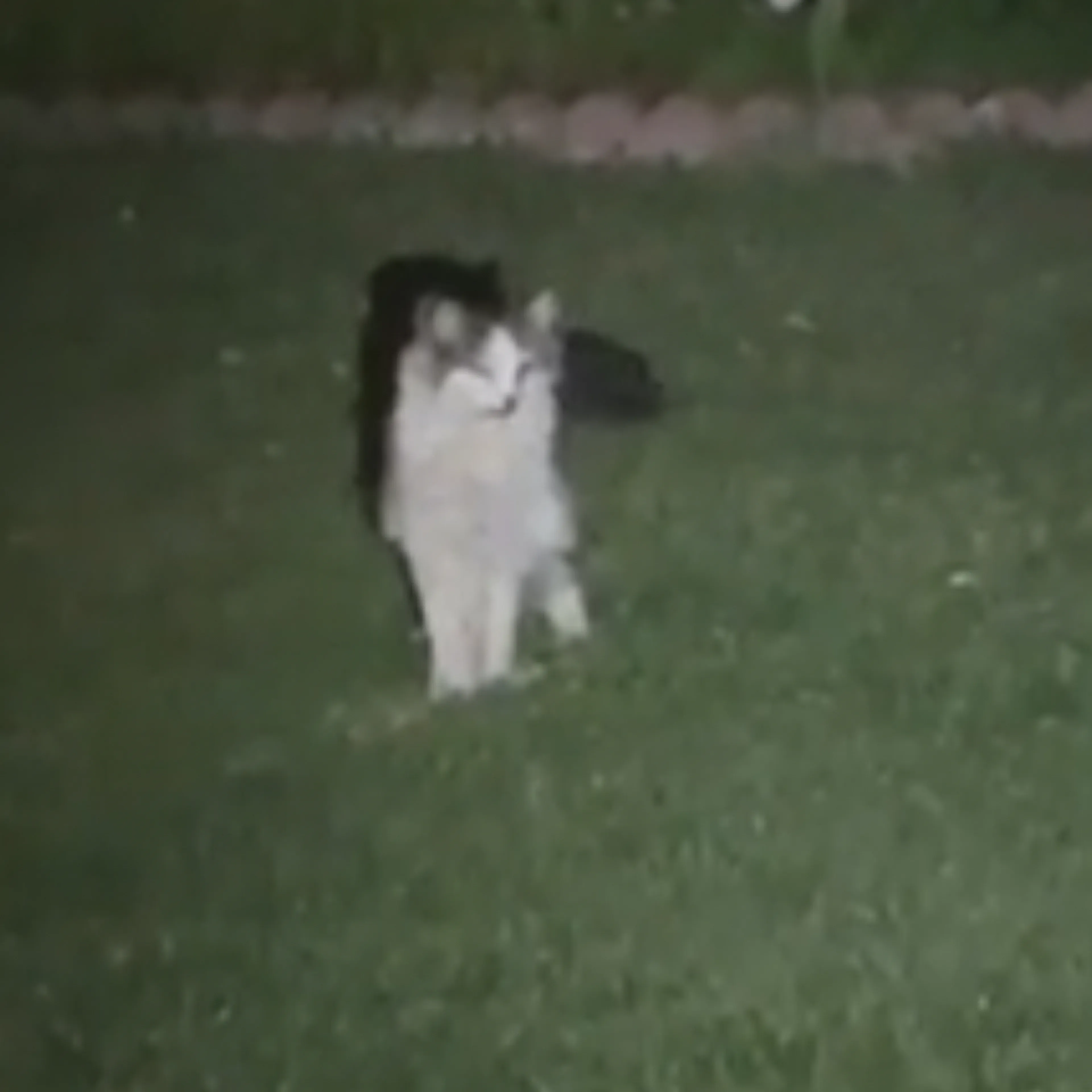 Lost pet-1