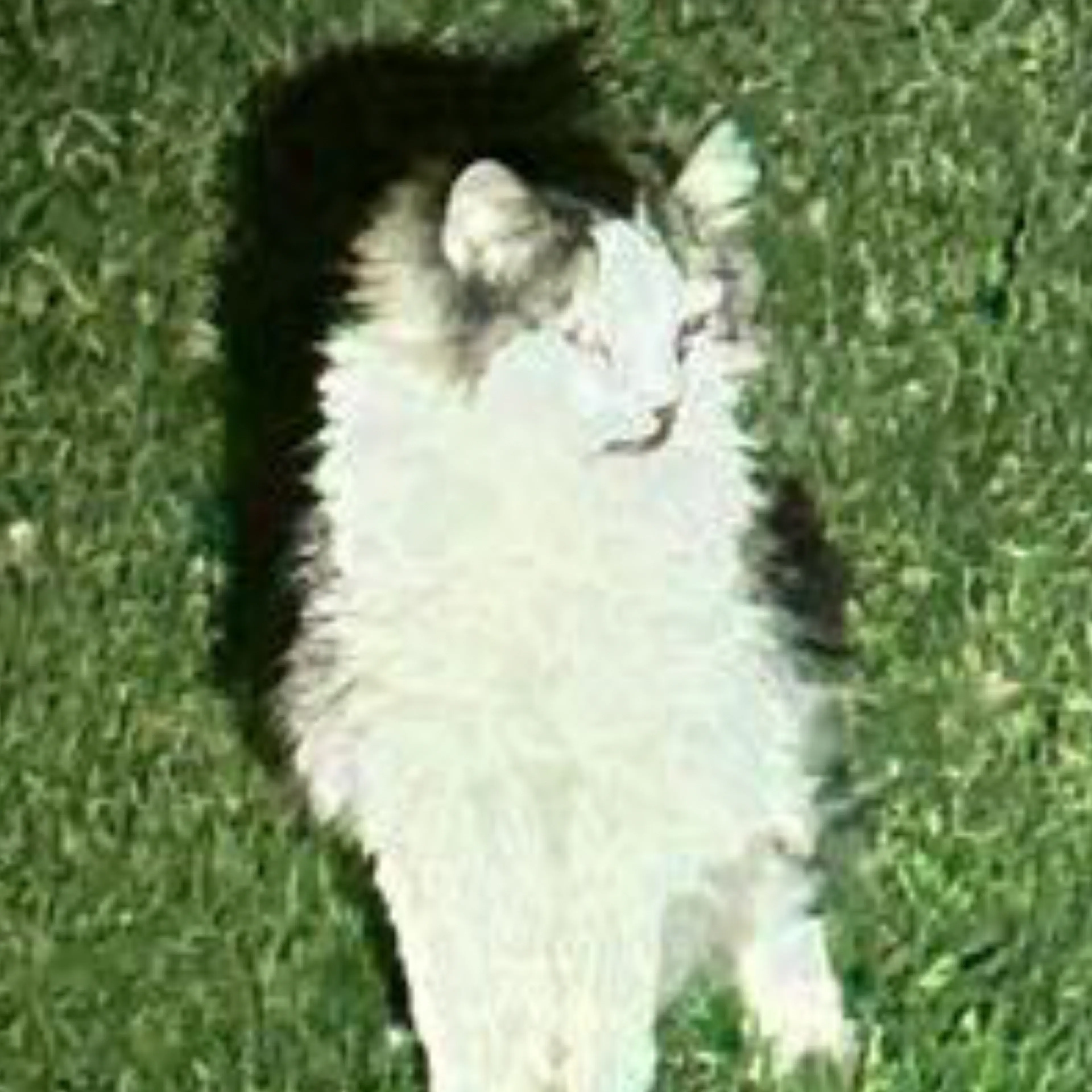 Lost pet-3