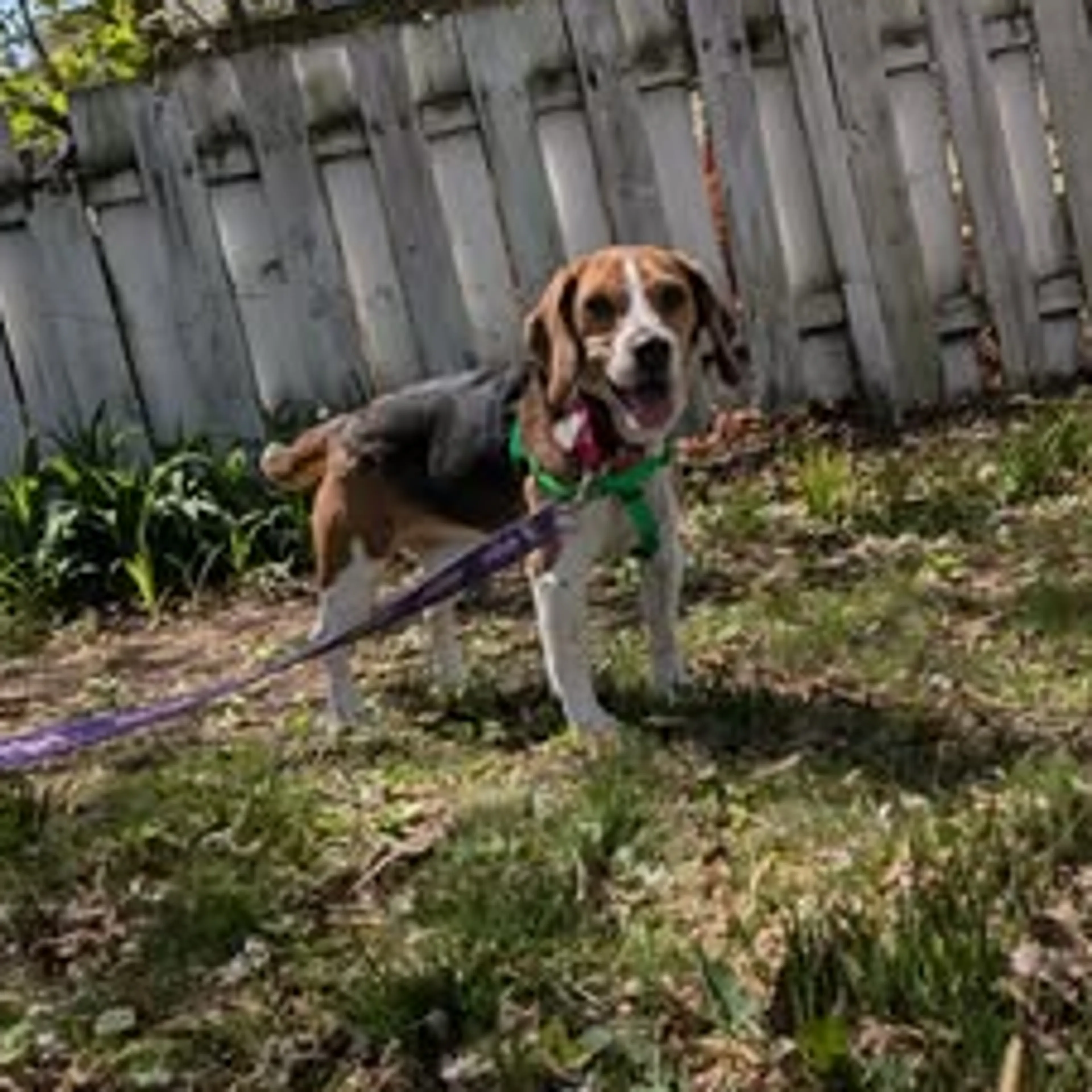 Found pet-6