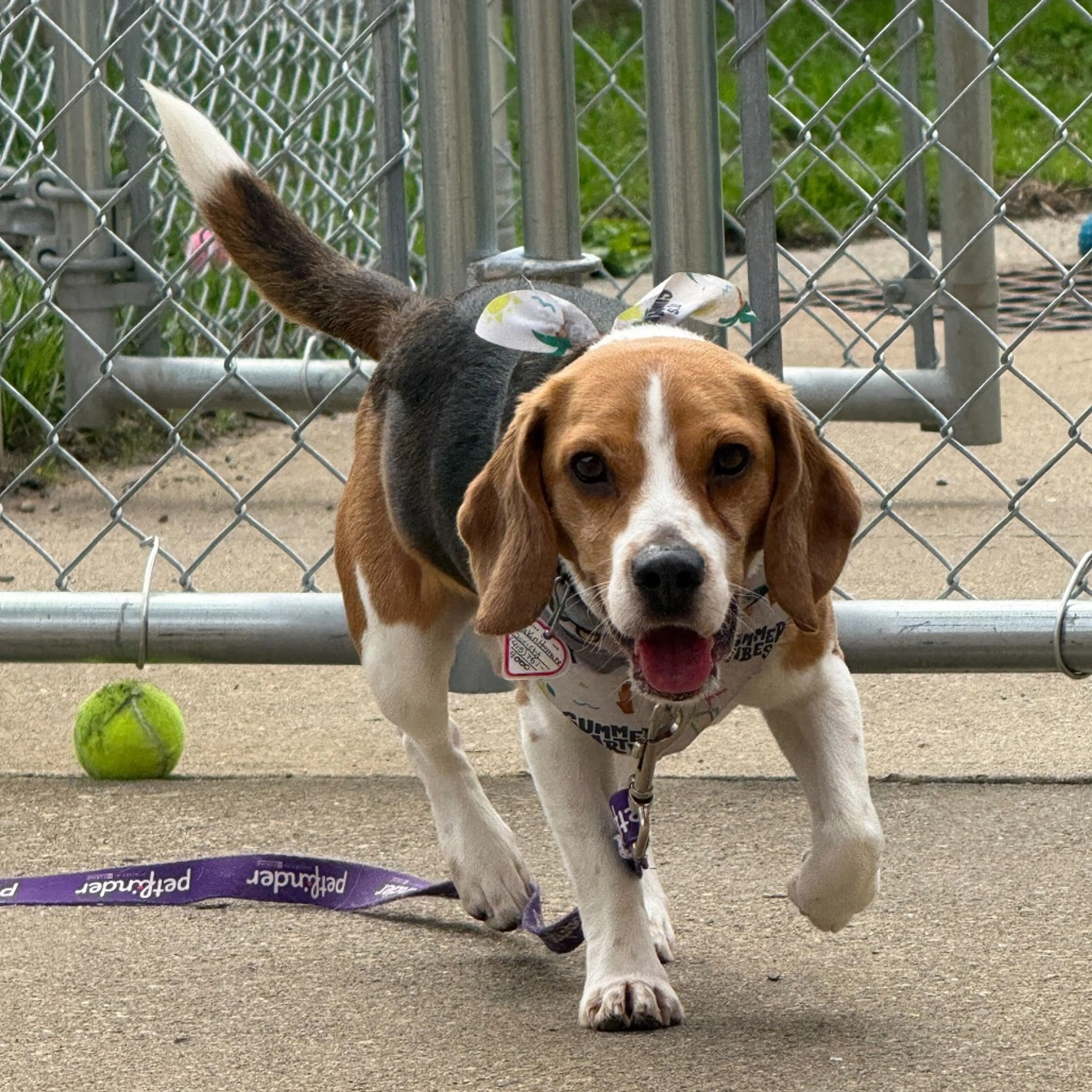 Found pet-2