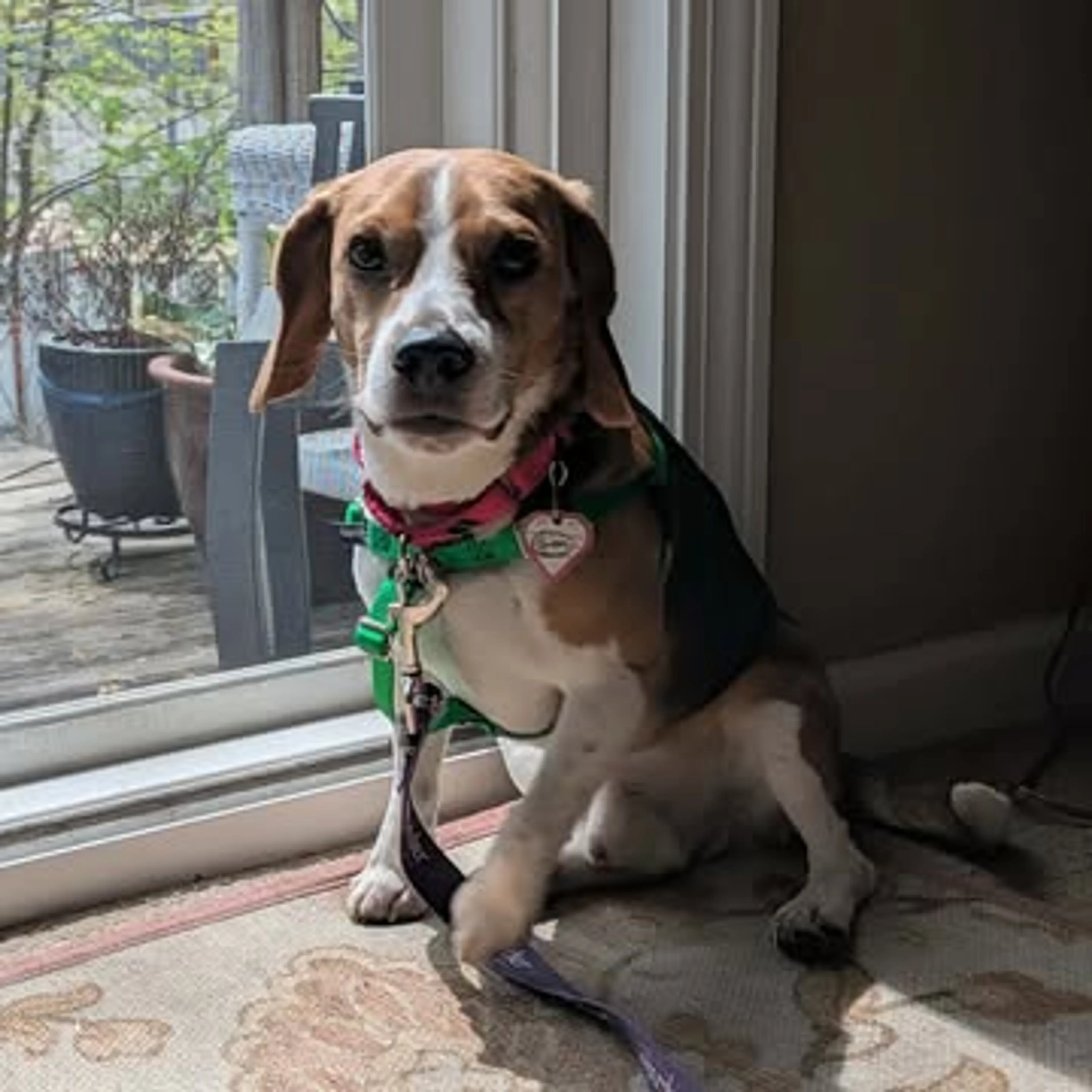 Found pet-5