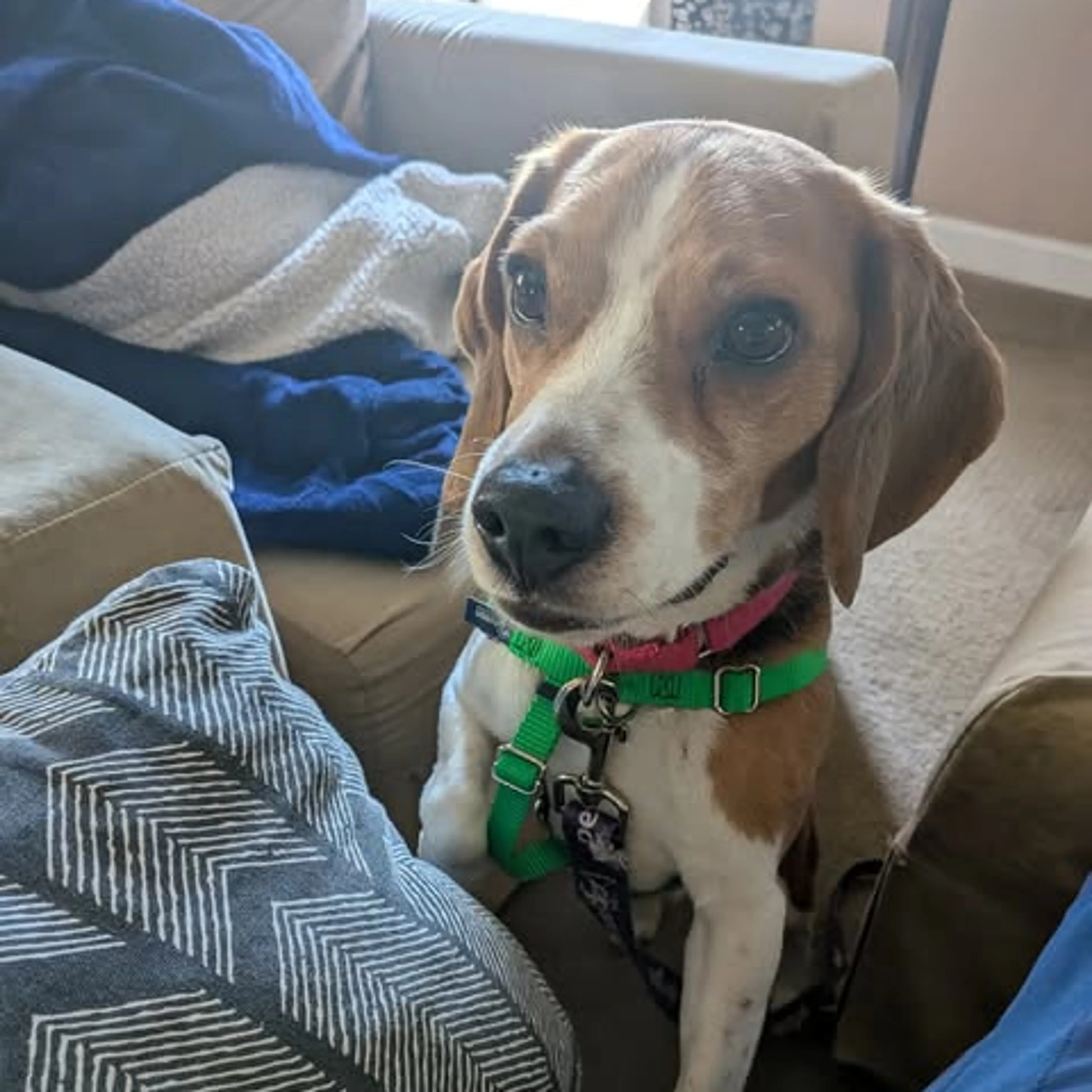 Found pet-7