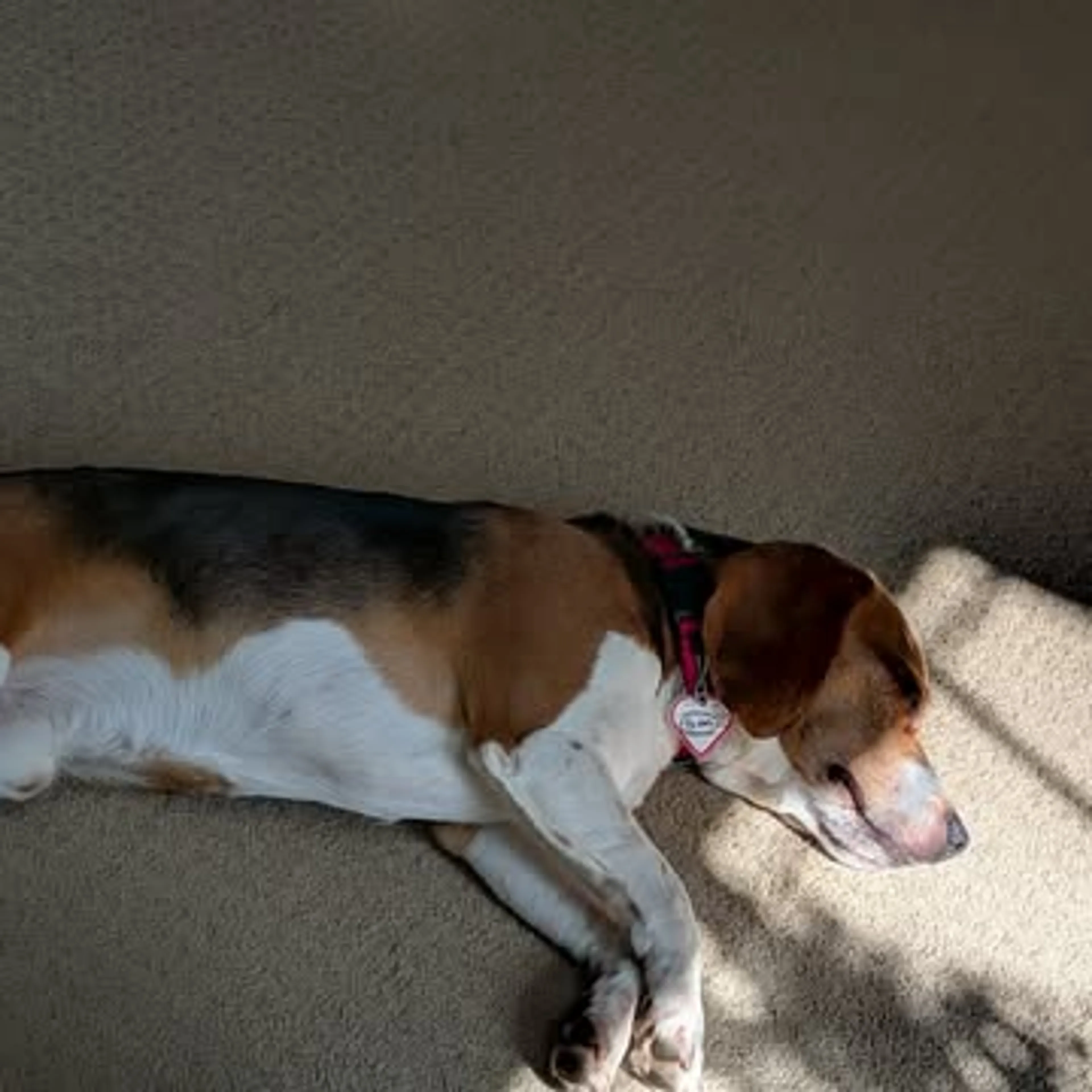 Found pet-8