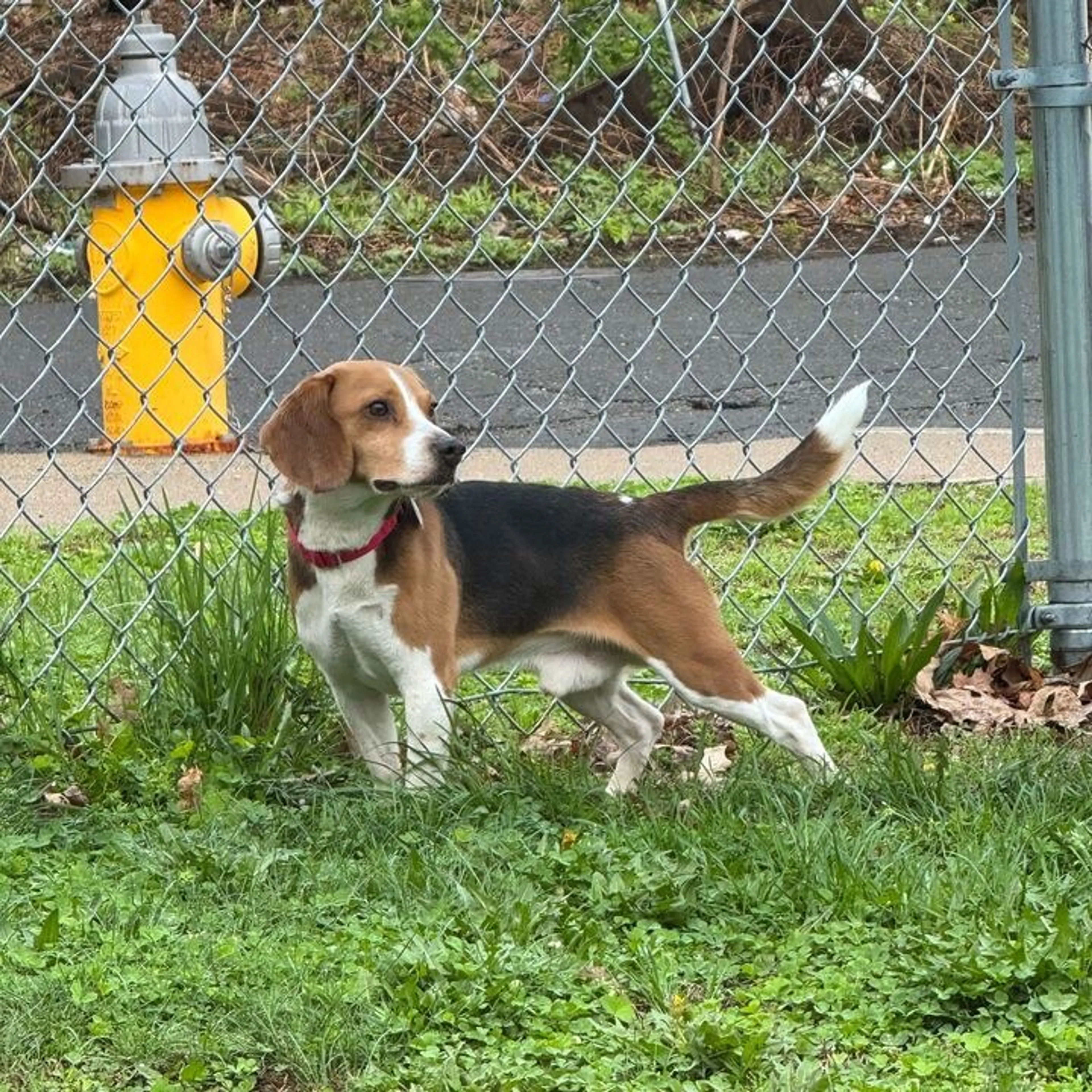 Found pet-3
