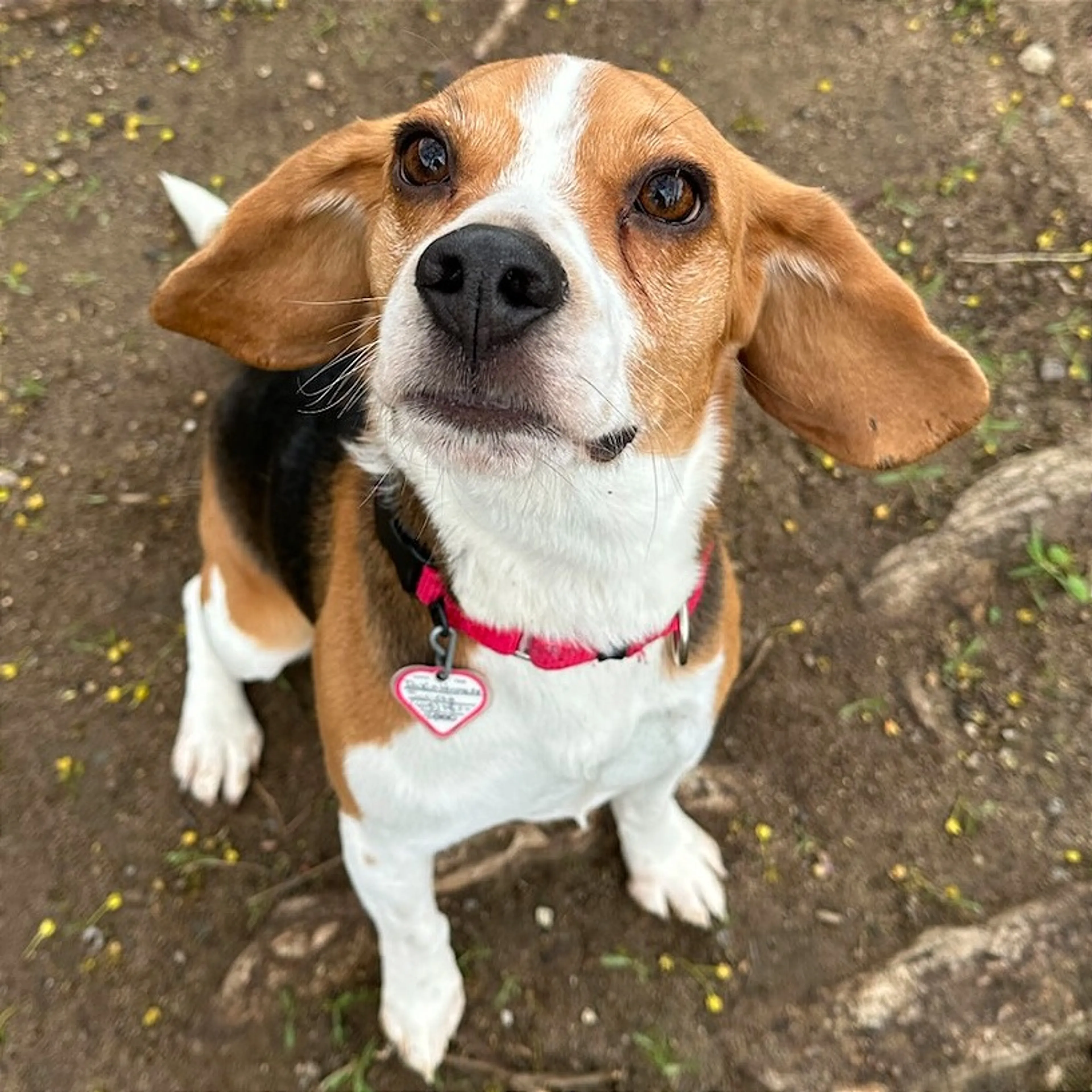 Found pet-4