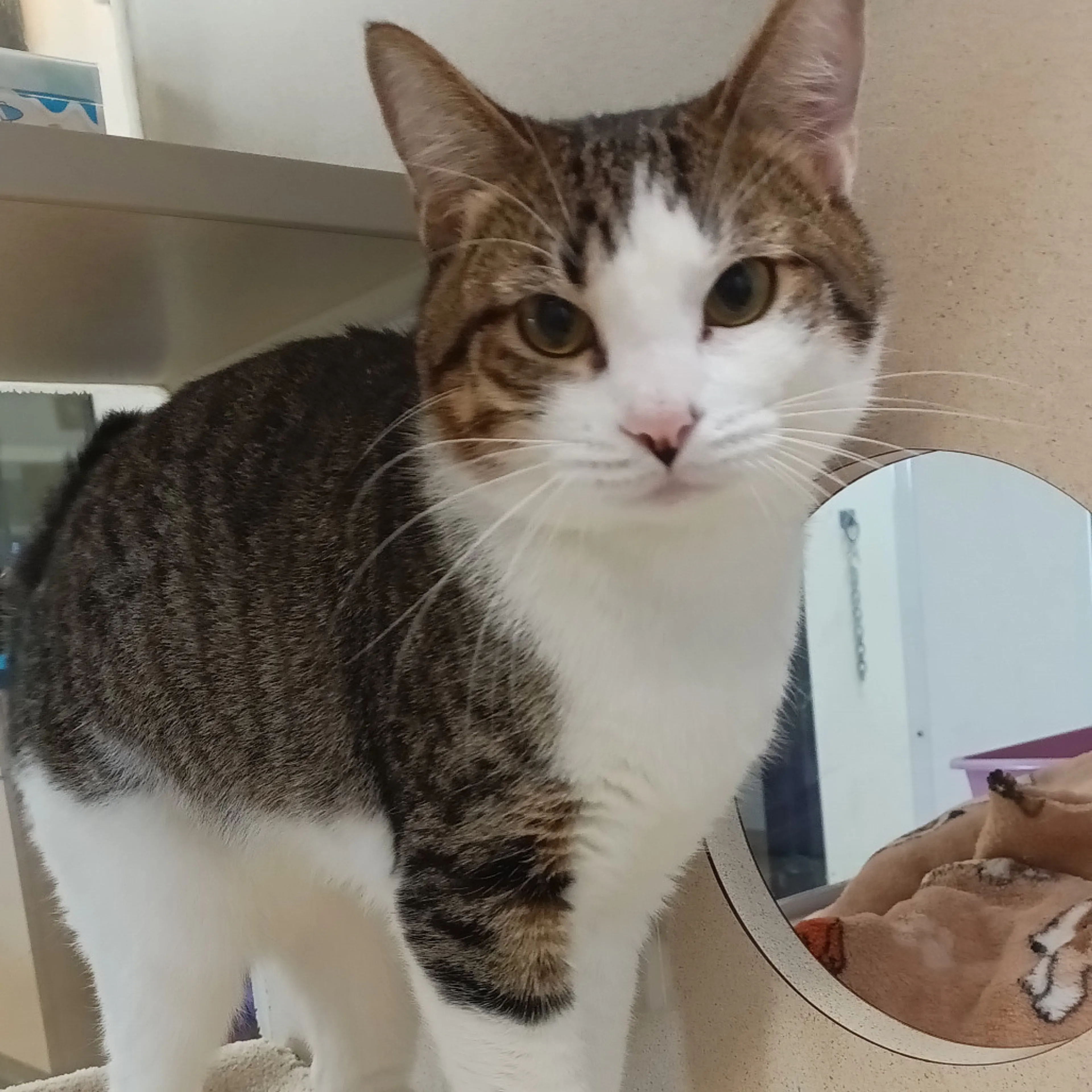 Found pet-1