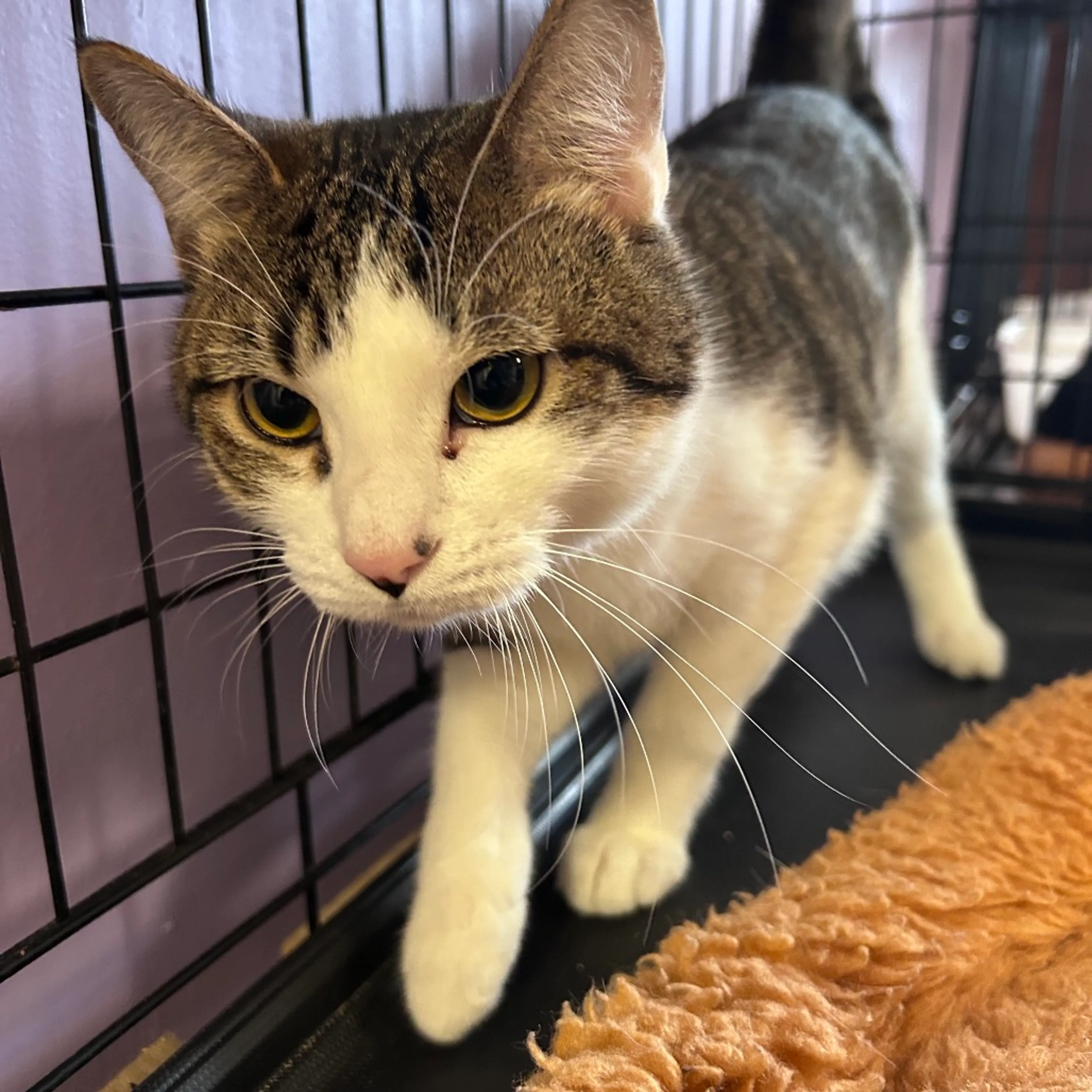 Found pet-5