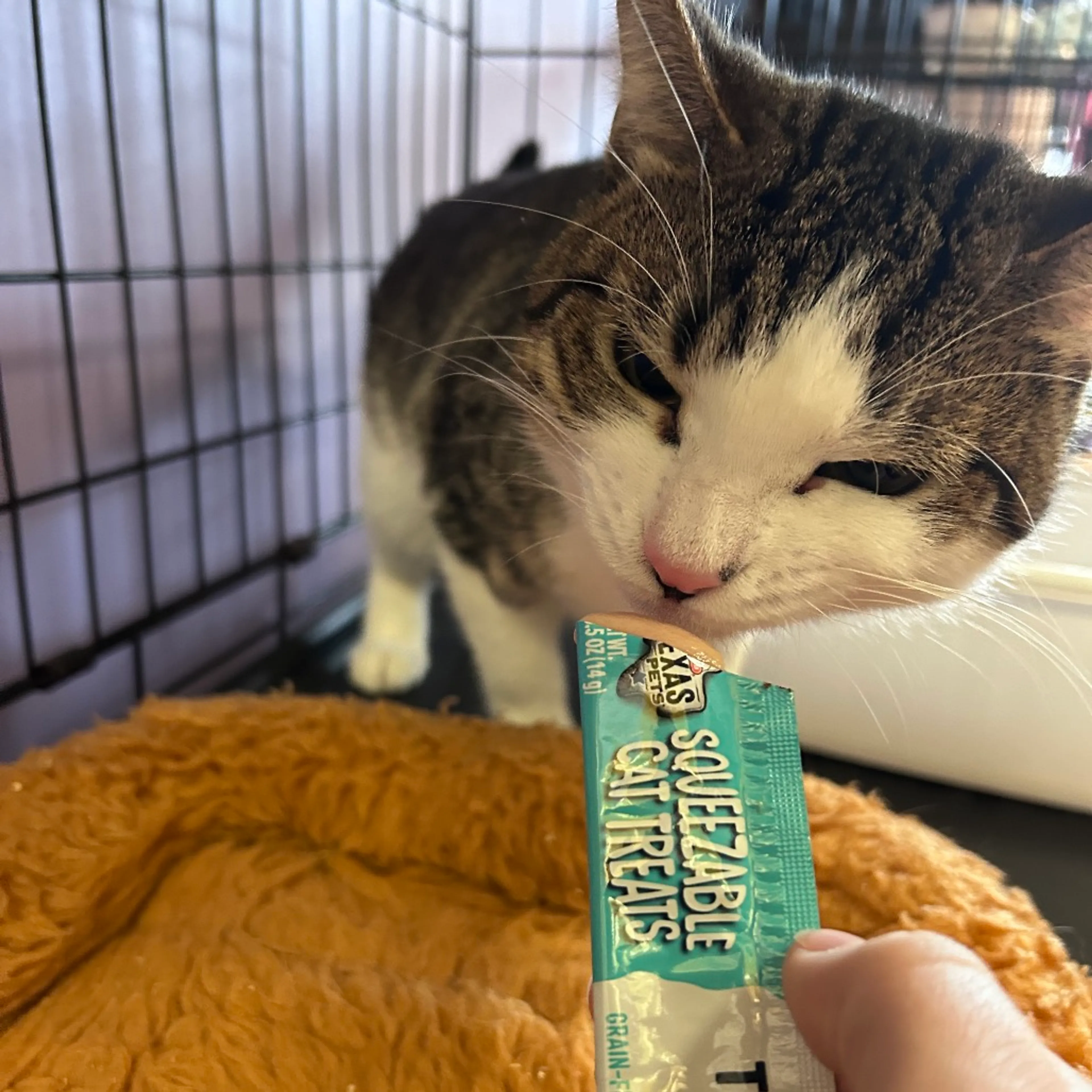 Found pet-6