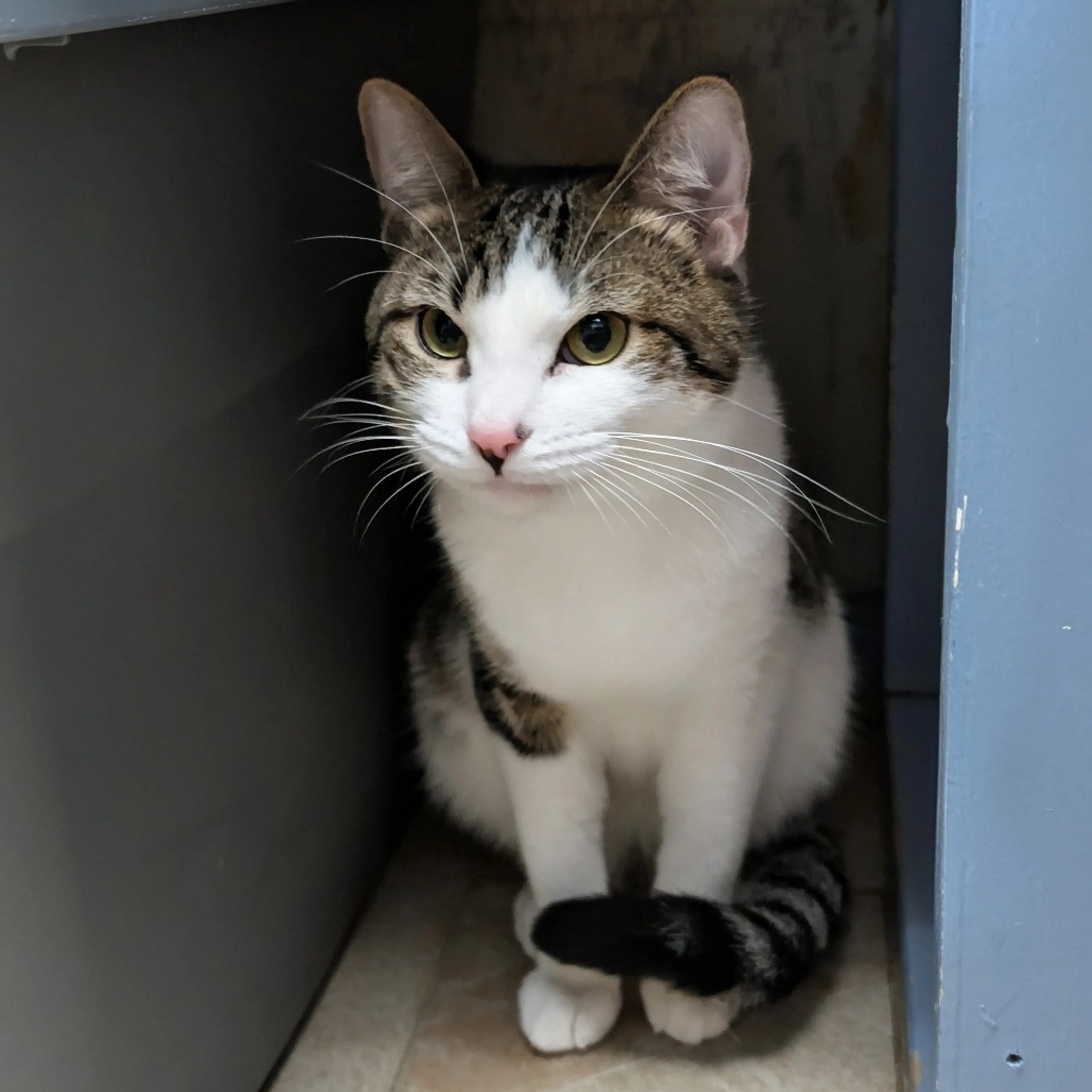 Found pet-4