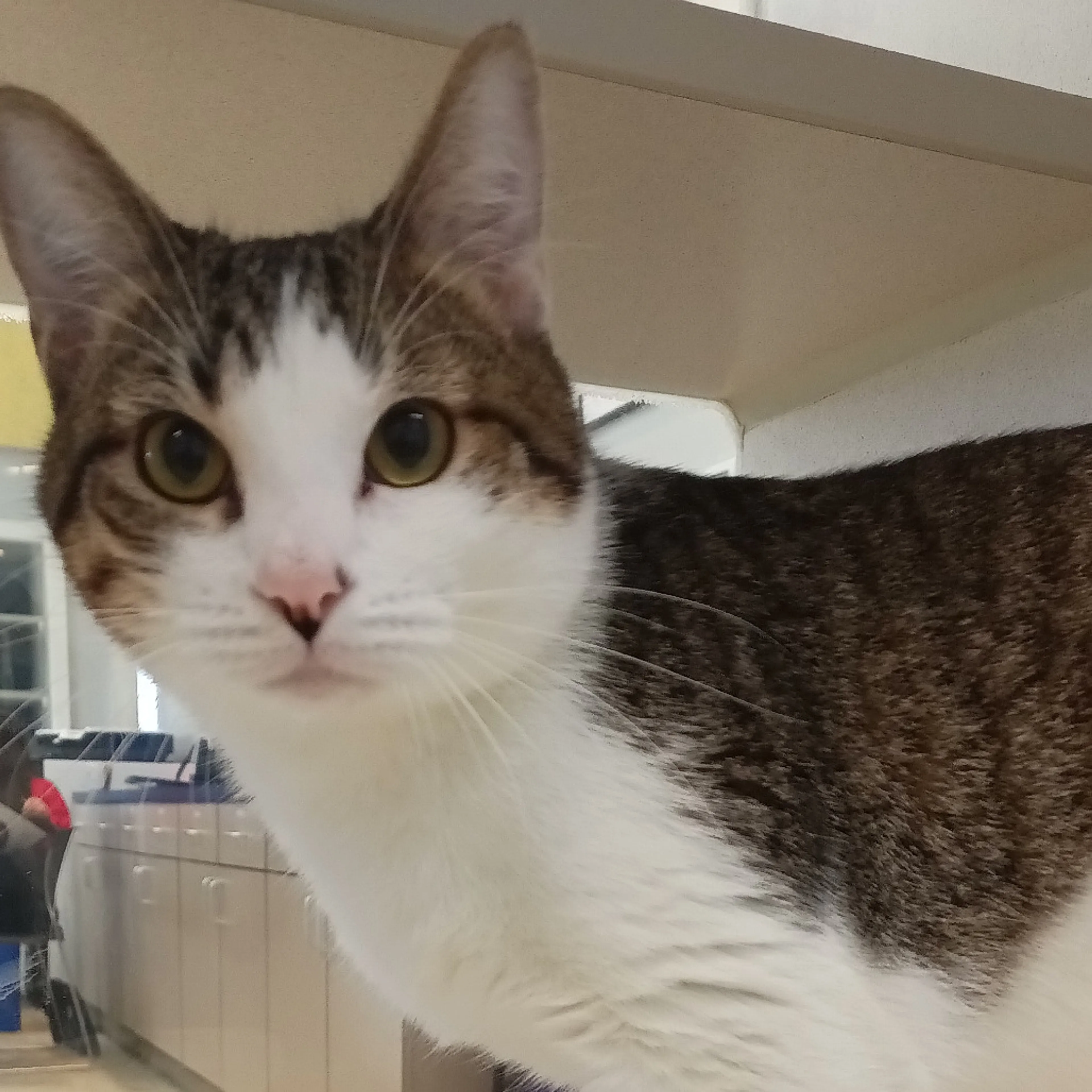 Found pet-2