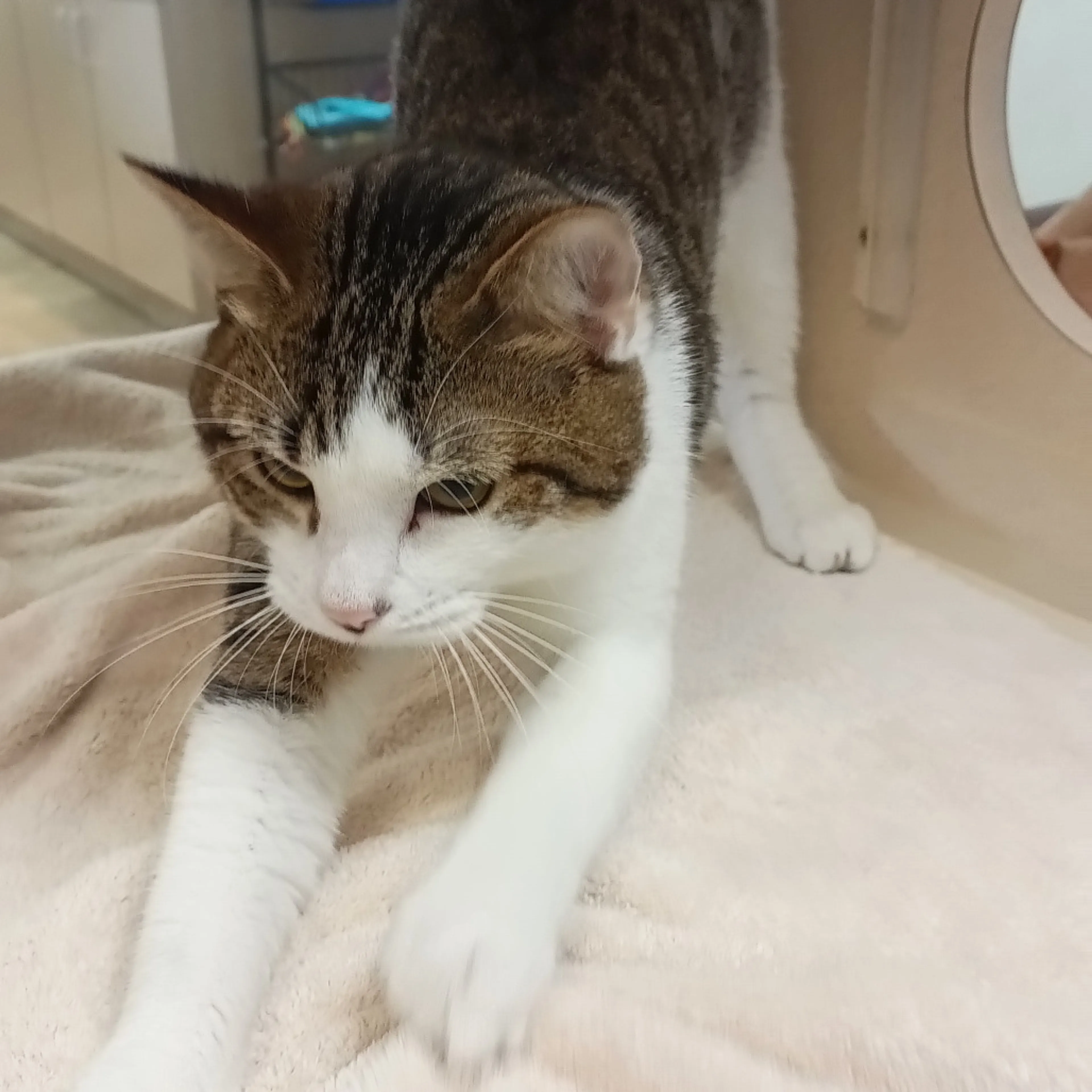 Found pet-3