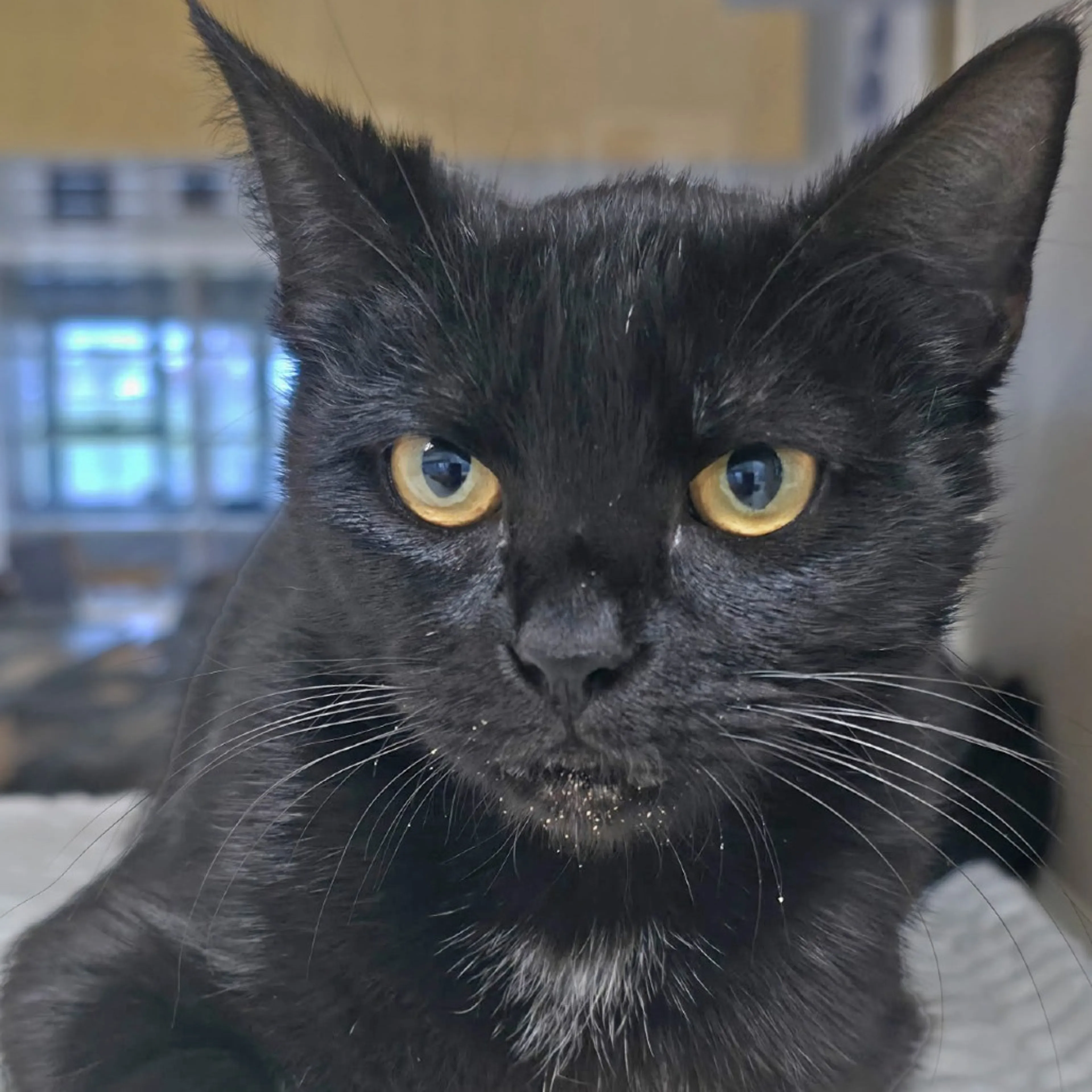 Found pet-5