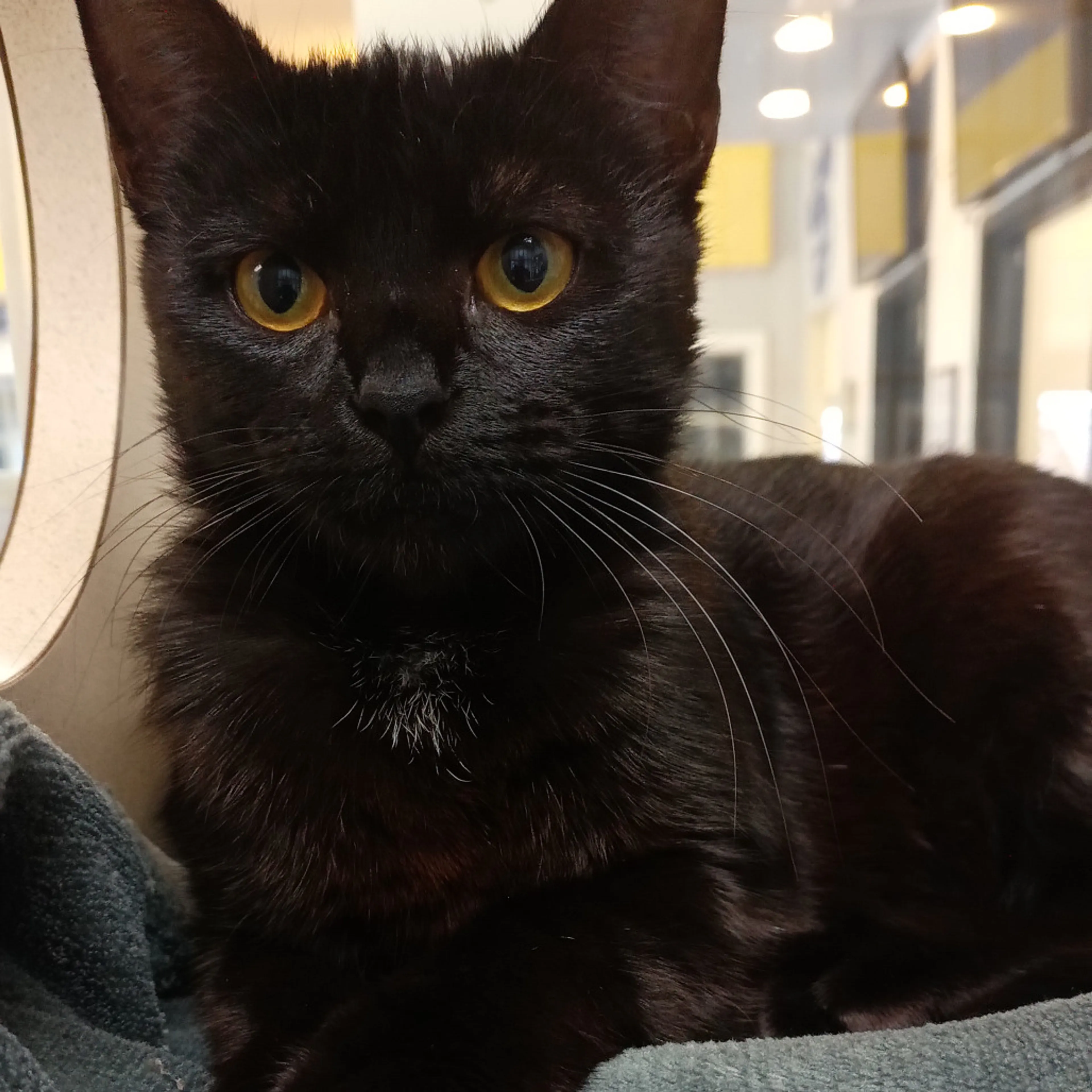 Found pet-4