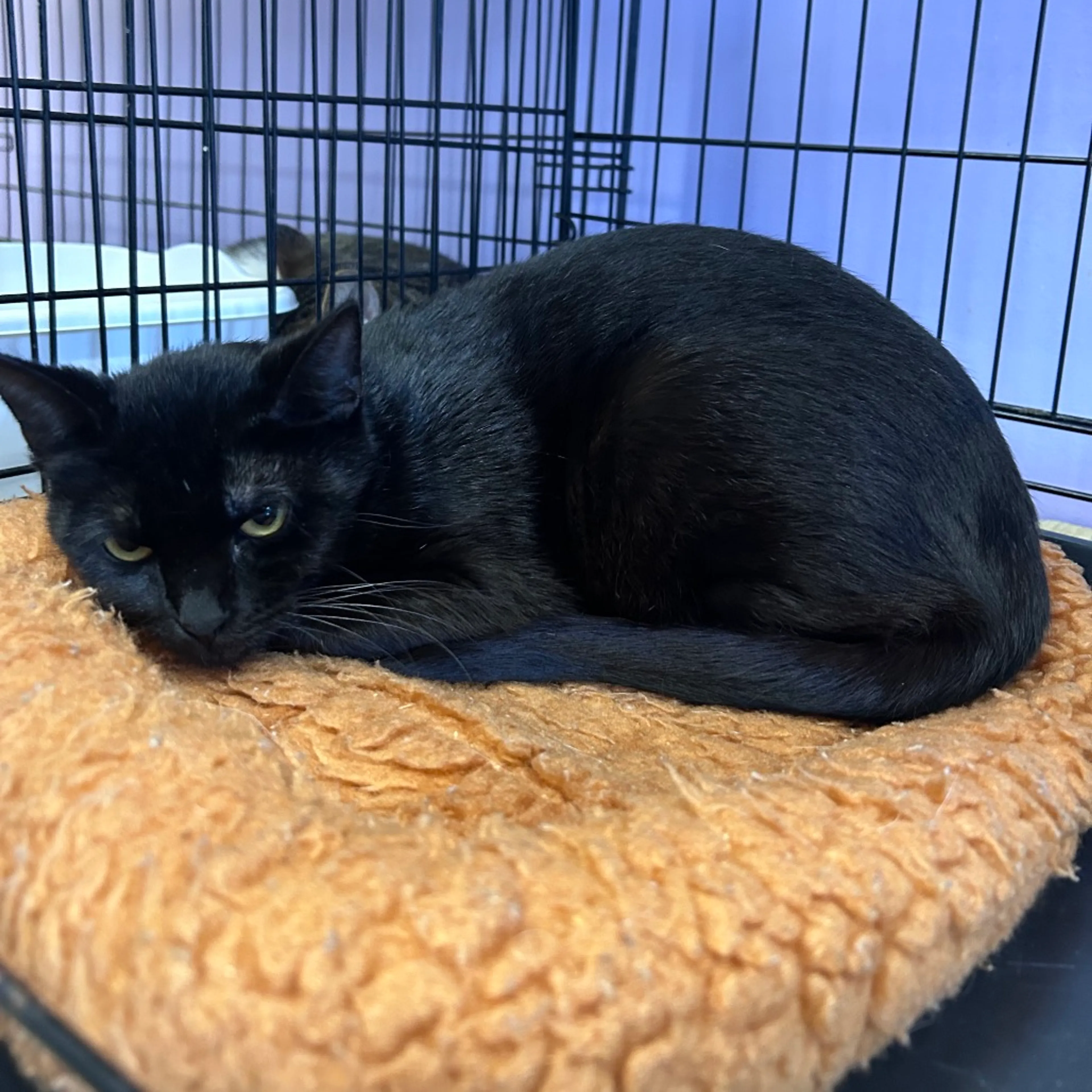 Found pet-6