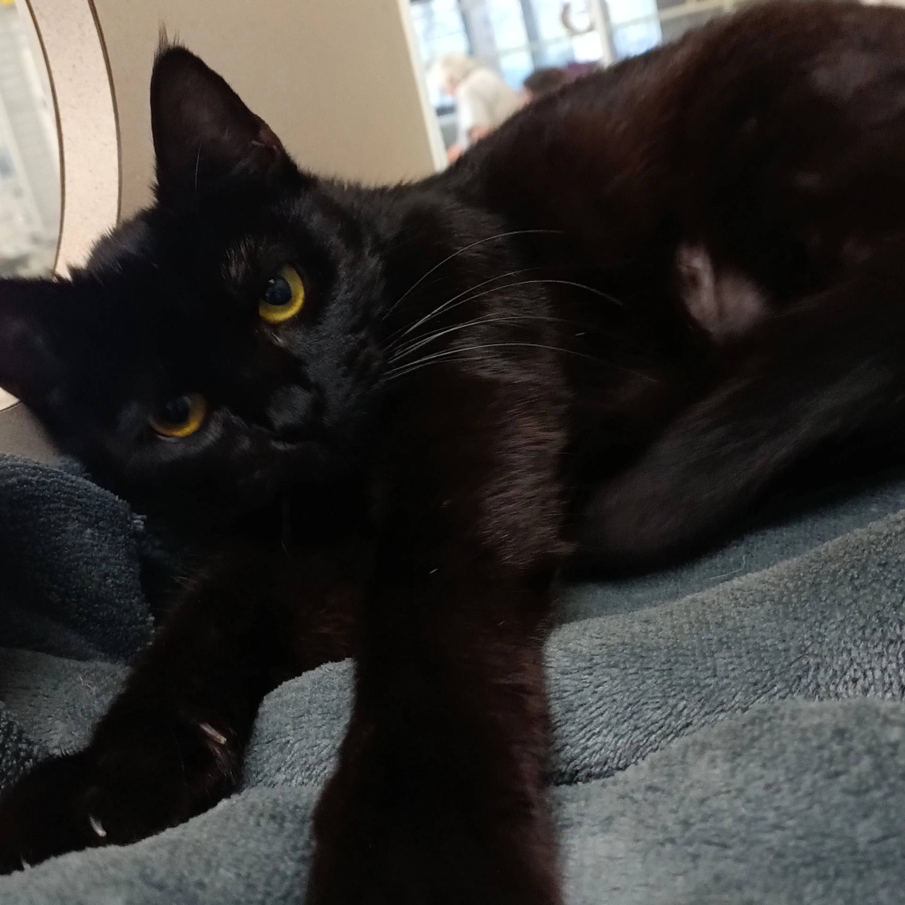 Found pet-3