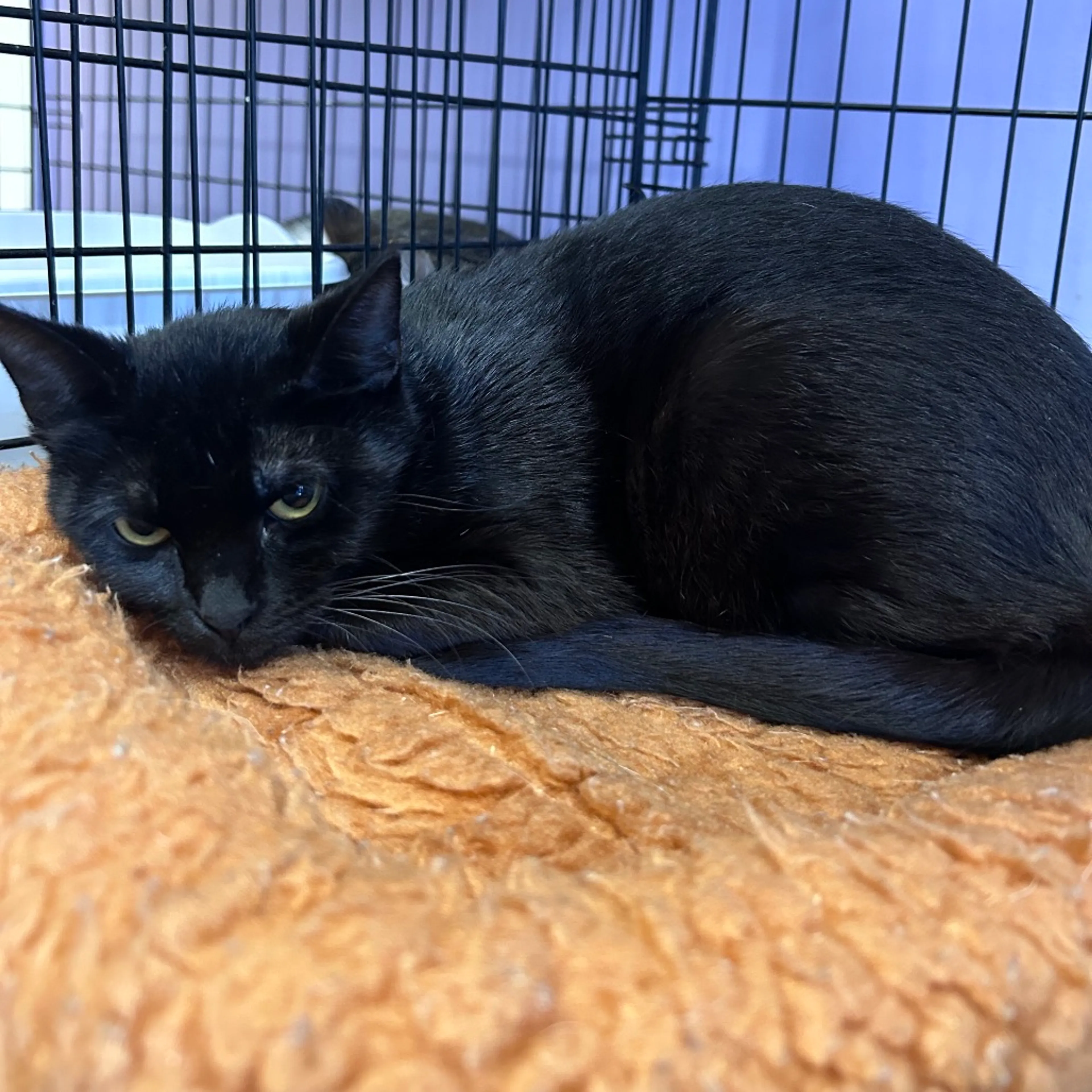 Found pet-7