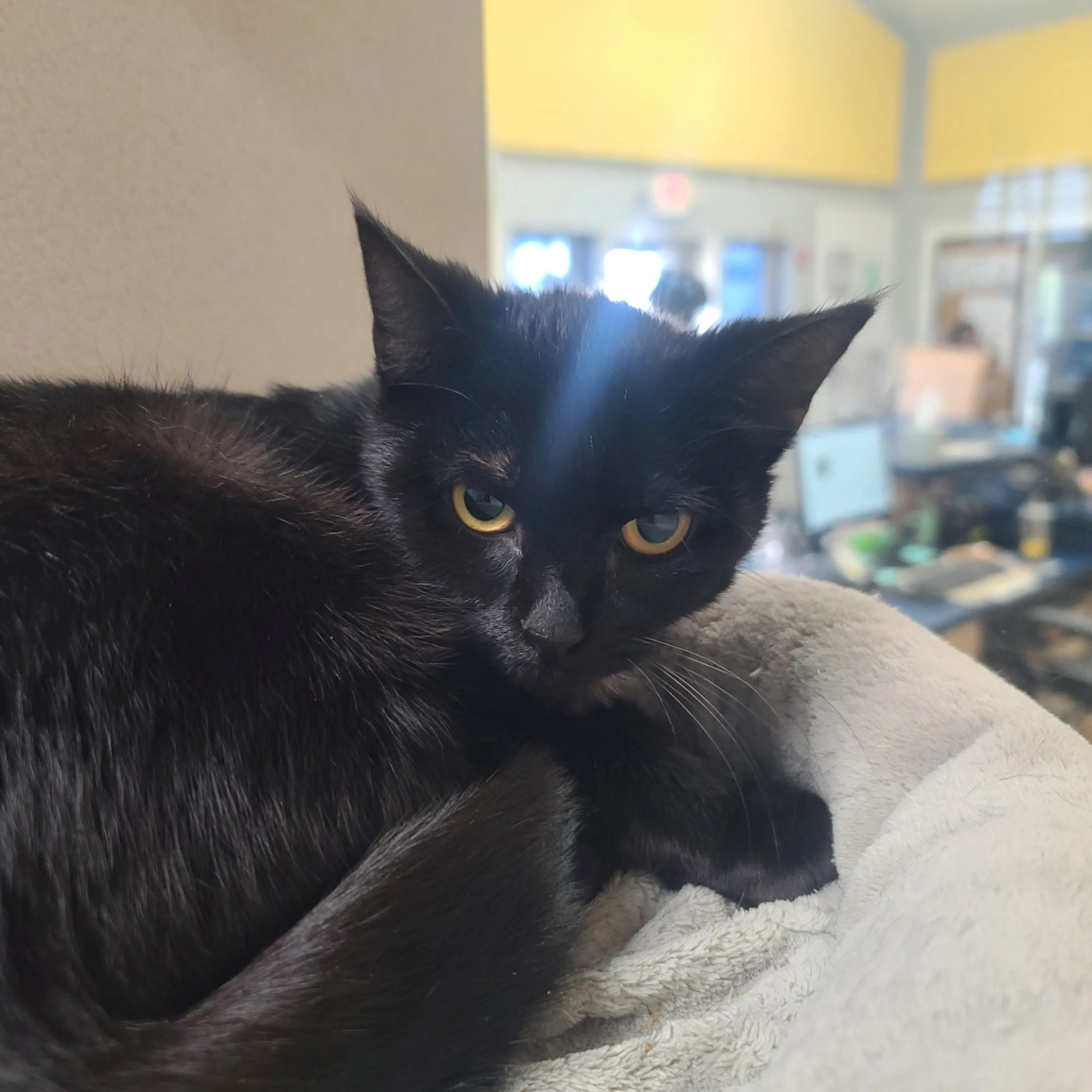 Found pet-1