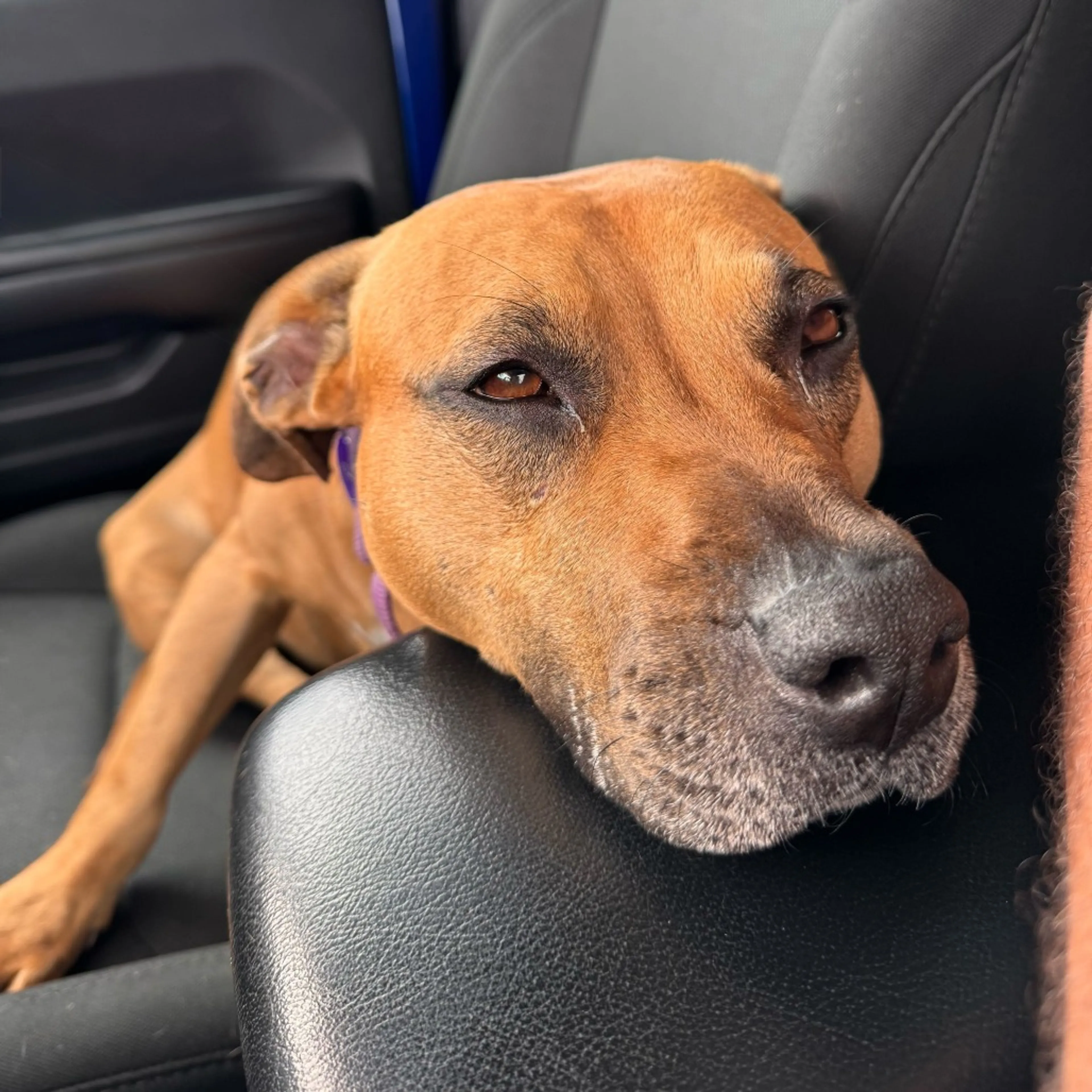 Found pet-5