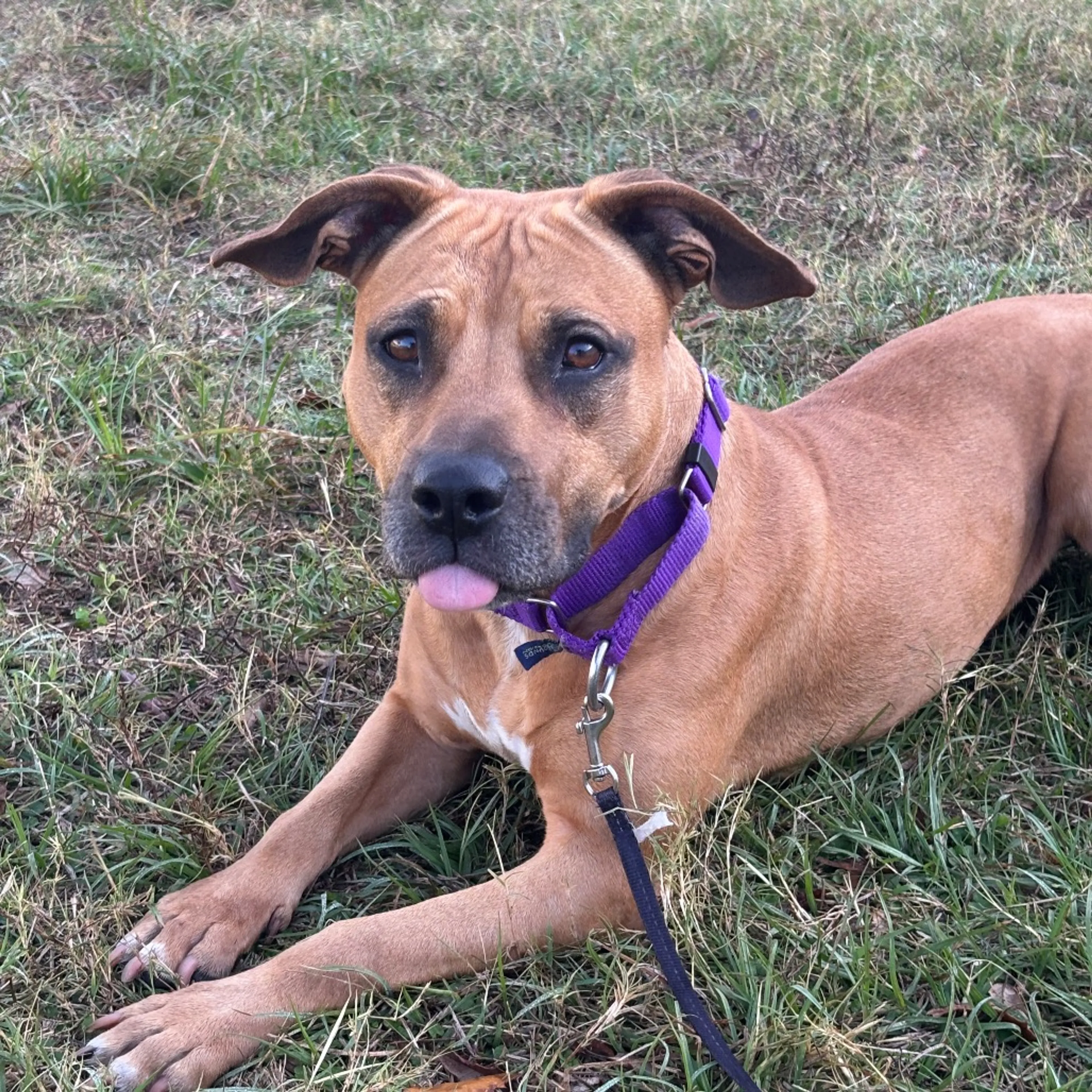 Found pet-3
