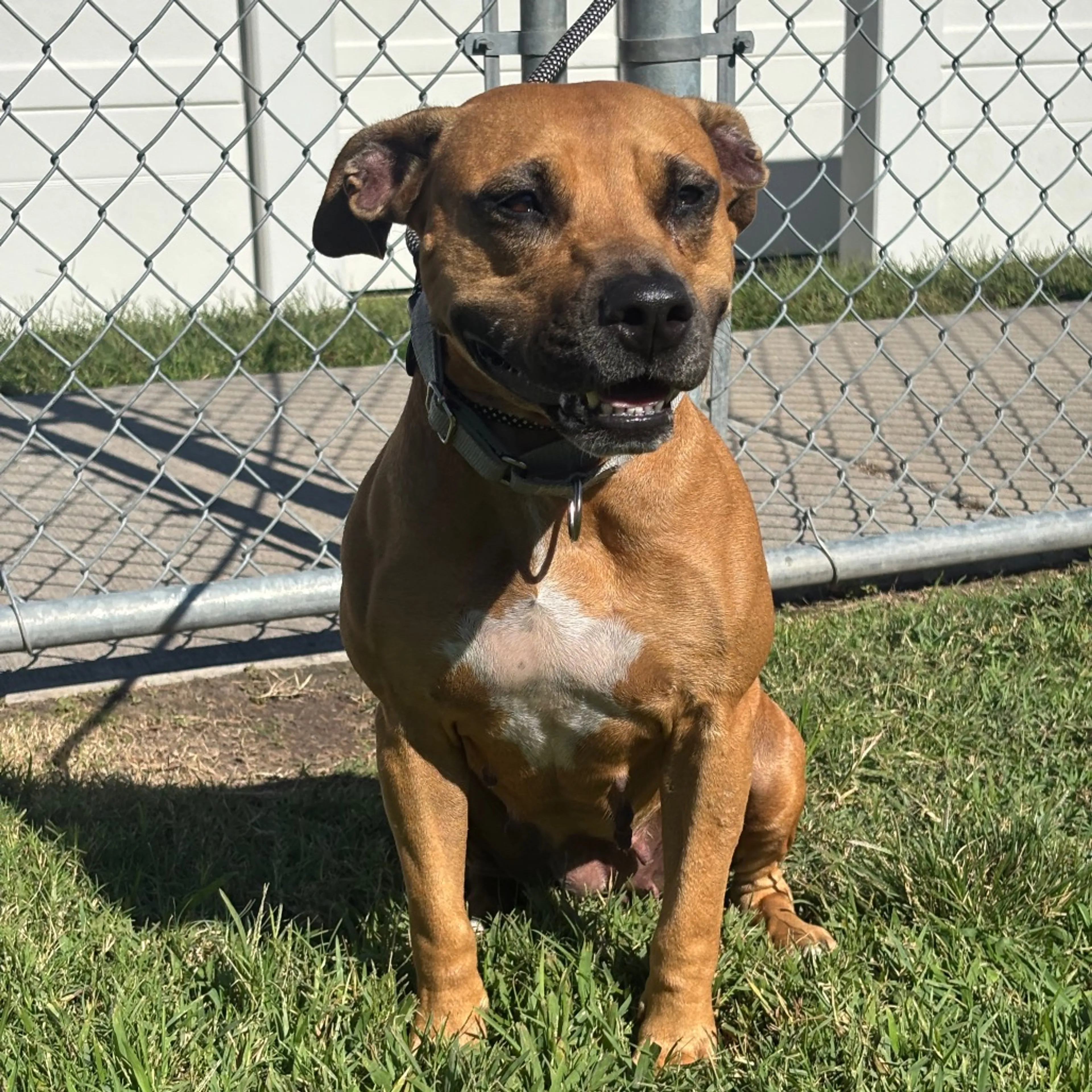 Found pet-2