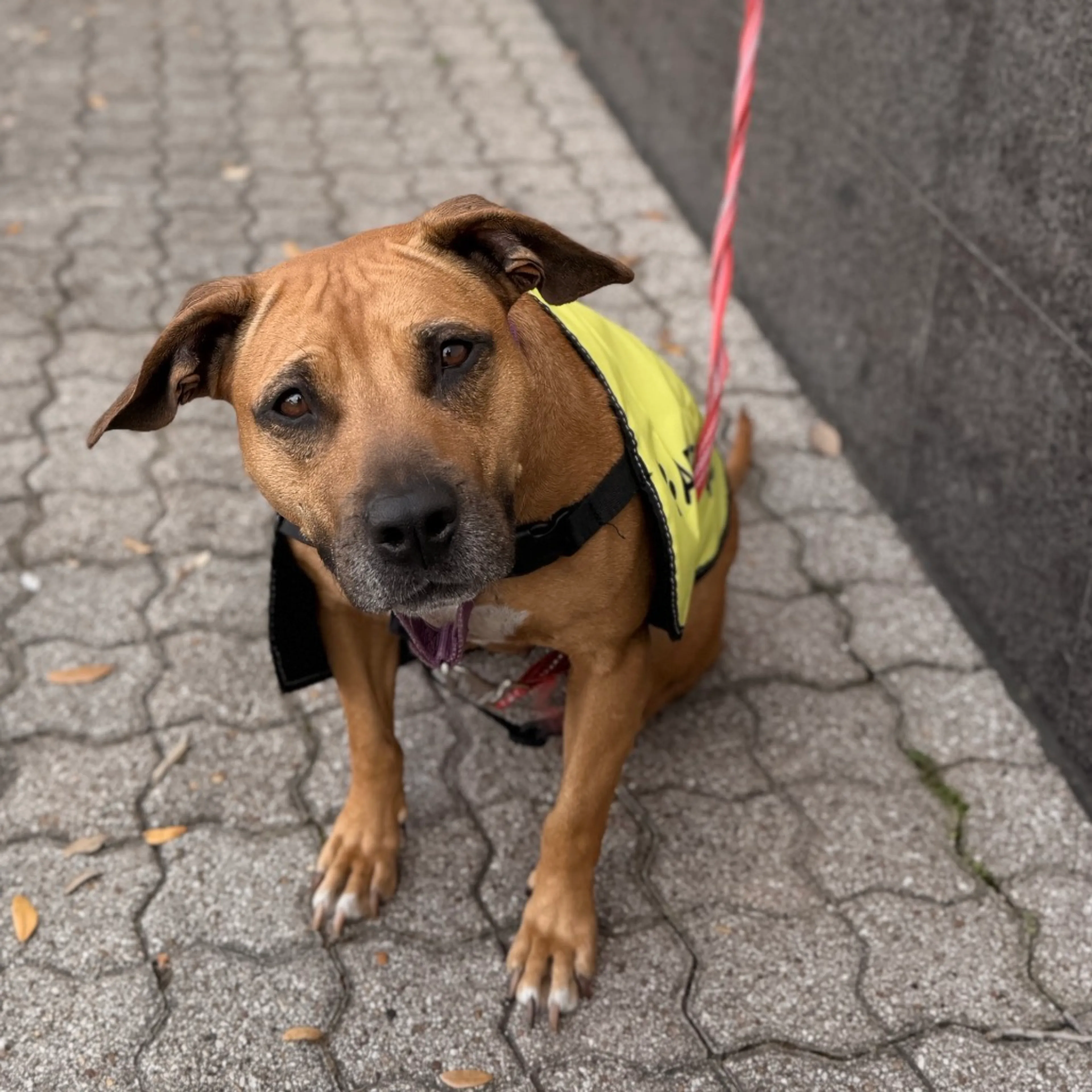 Found pet-8