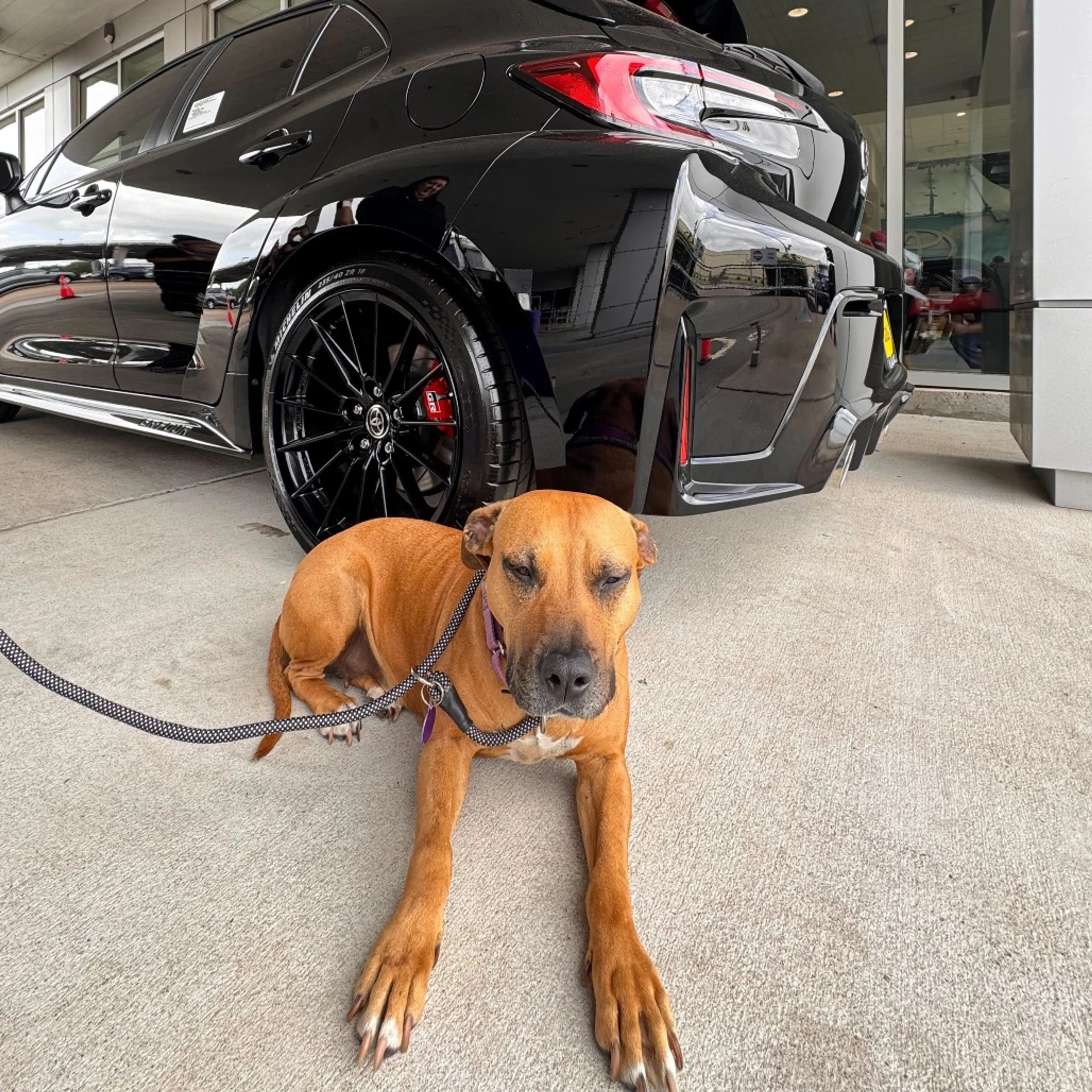Found pet-6
