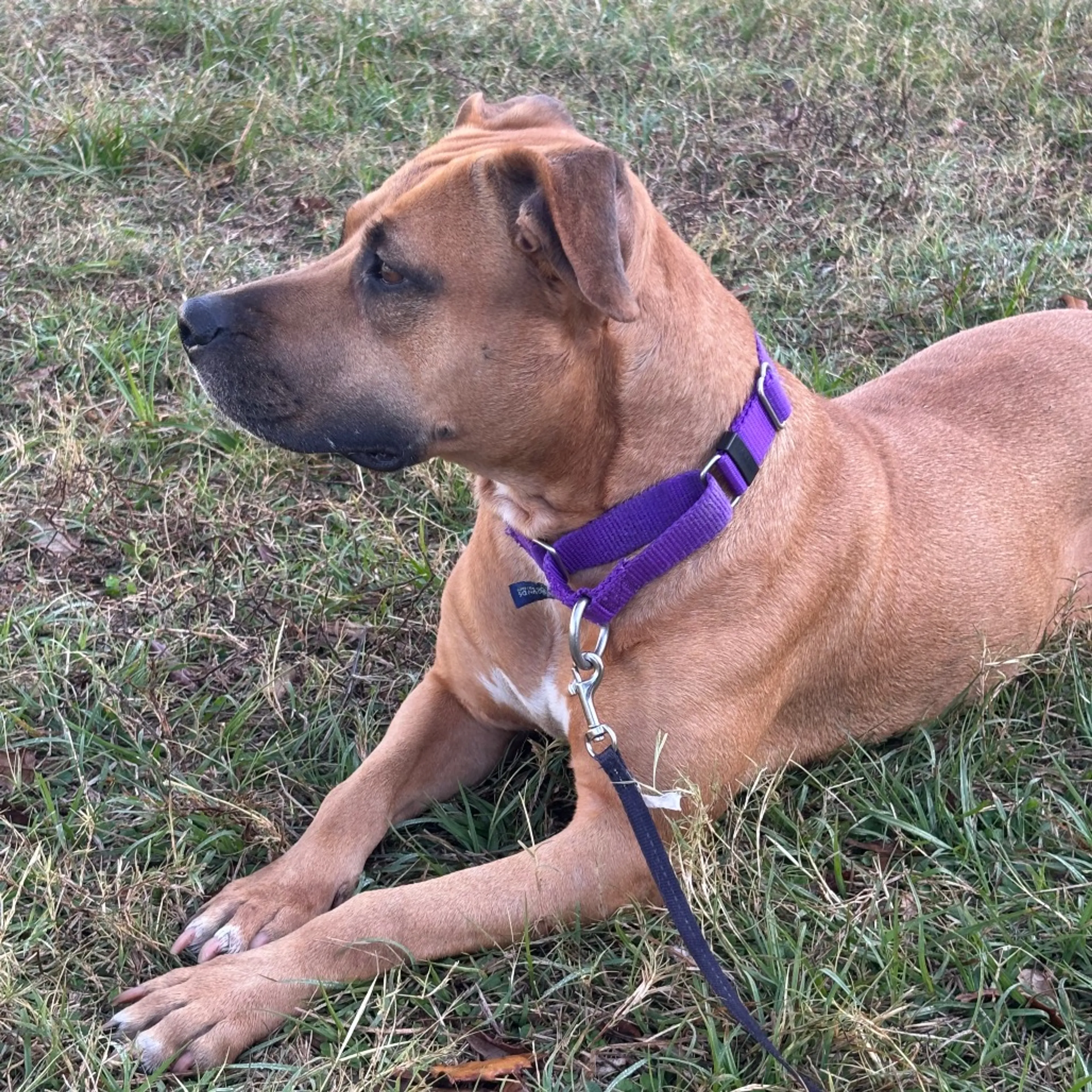 Found pet-4