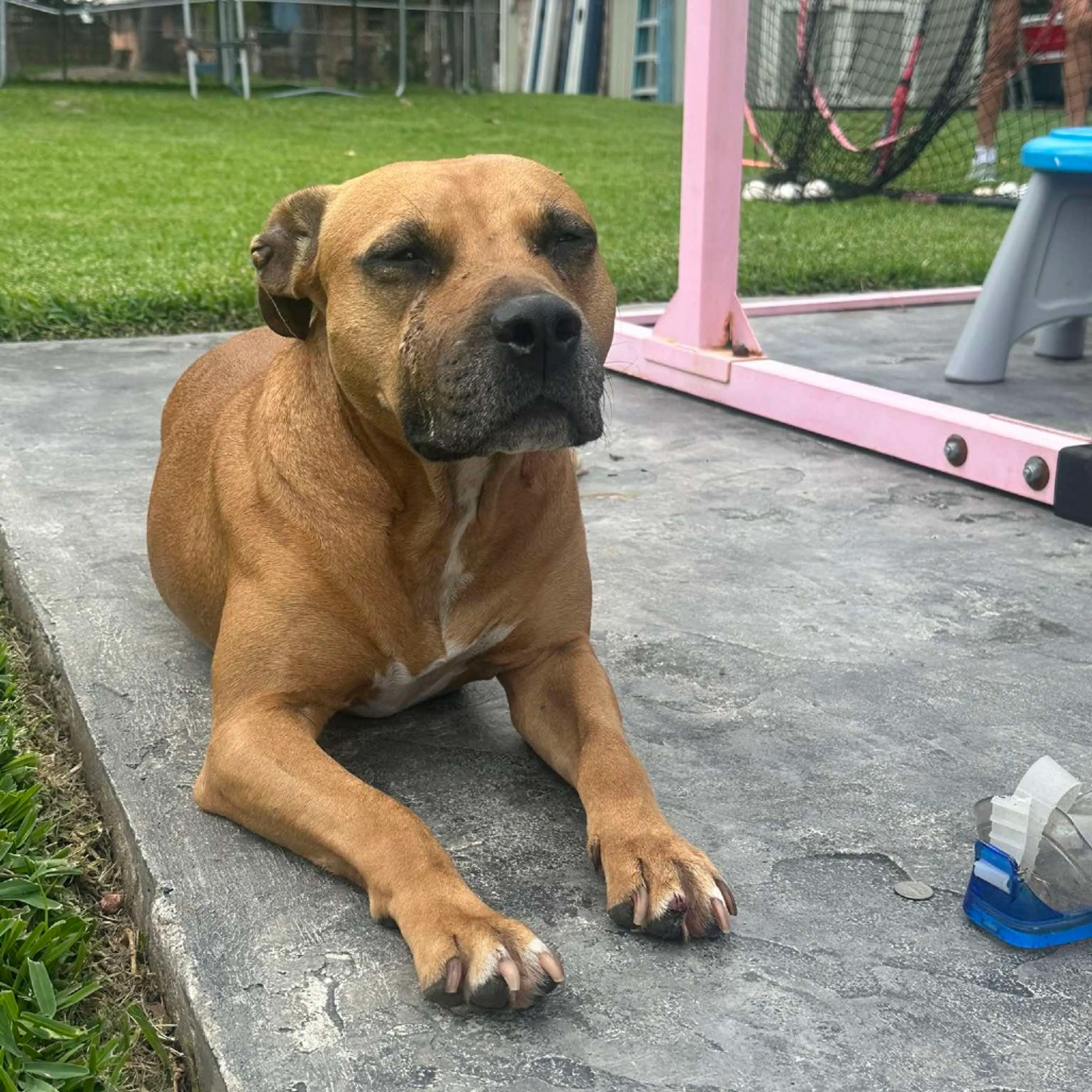 Found pet-10
