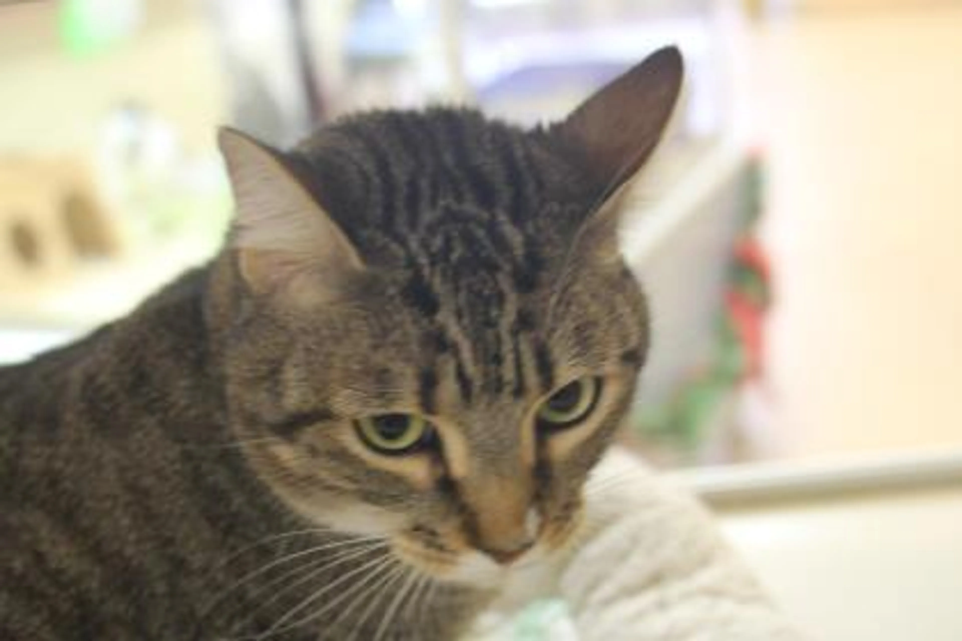 Found pet-2