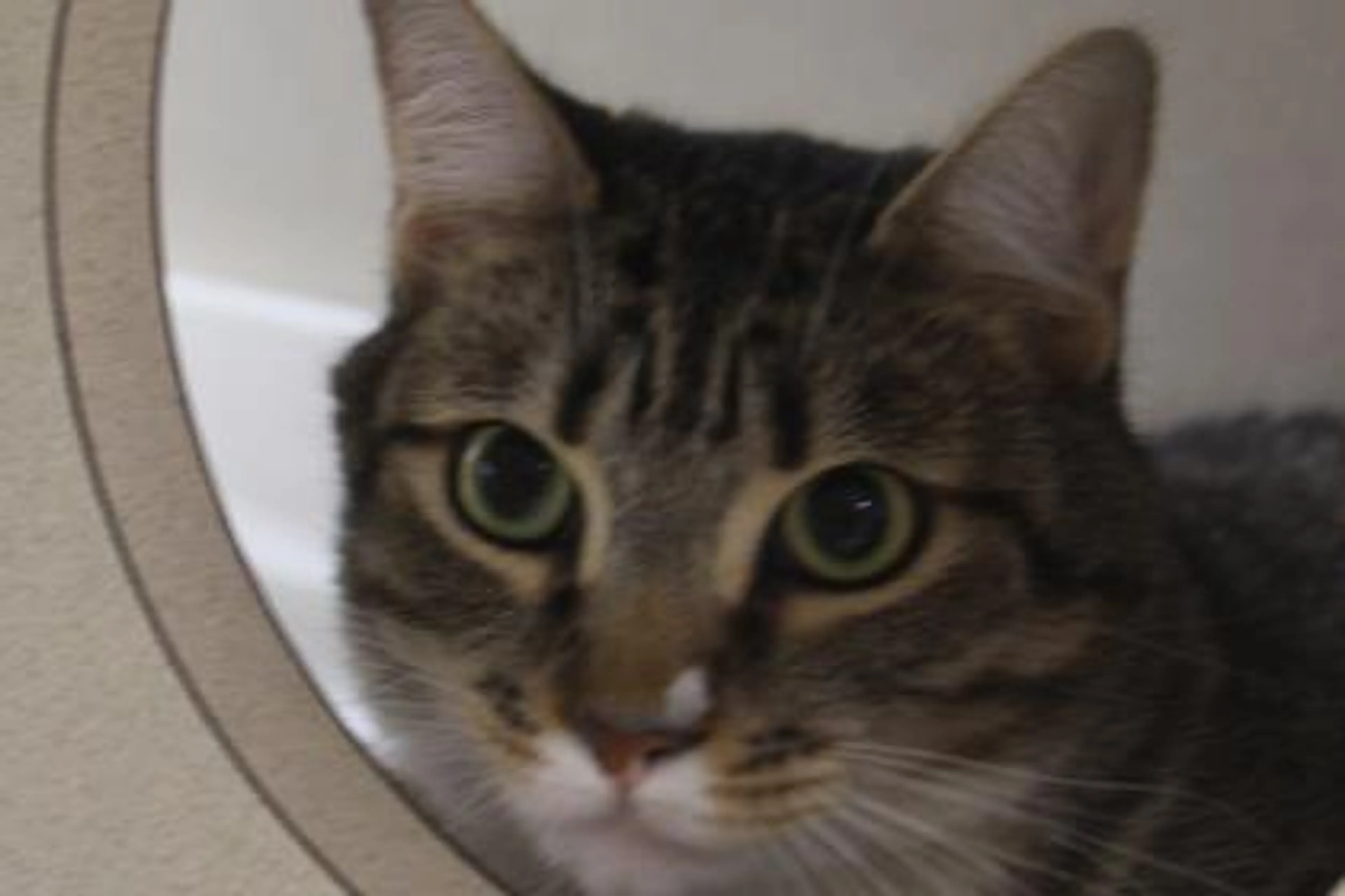 Found pet-0